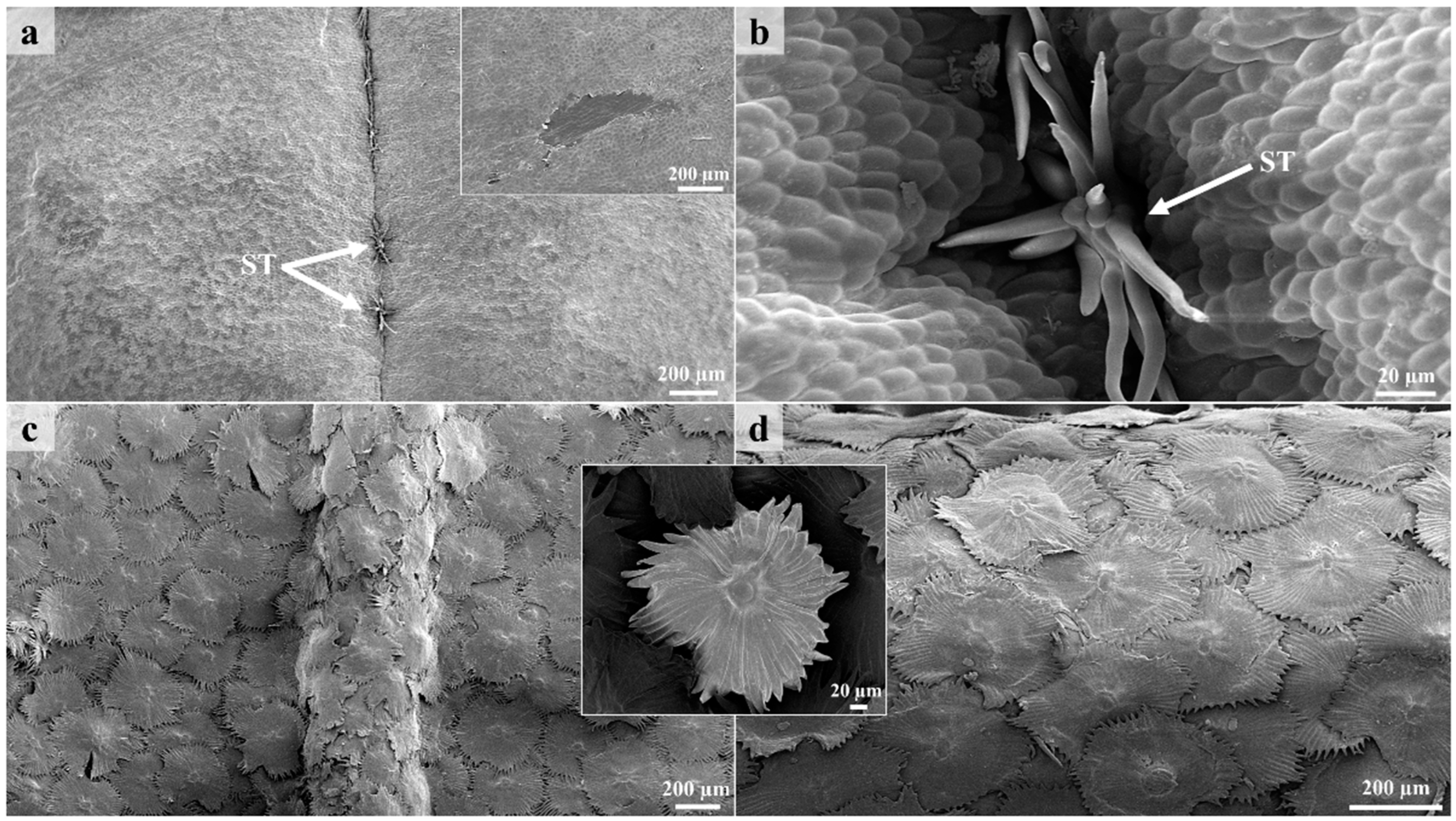 Scanning electron microscope micrographs of trichomes of tribe