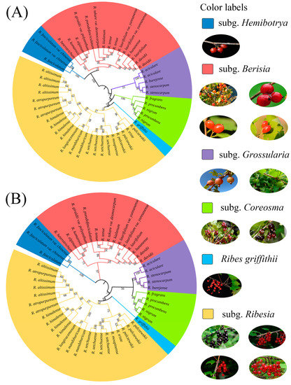 Plants | Free Full-Text | A Phylogenetic and Morphological 