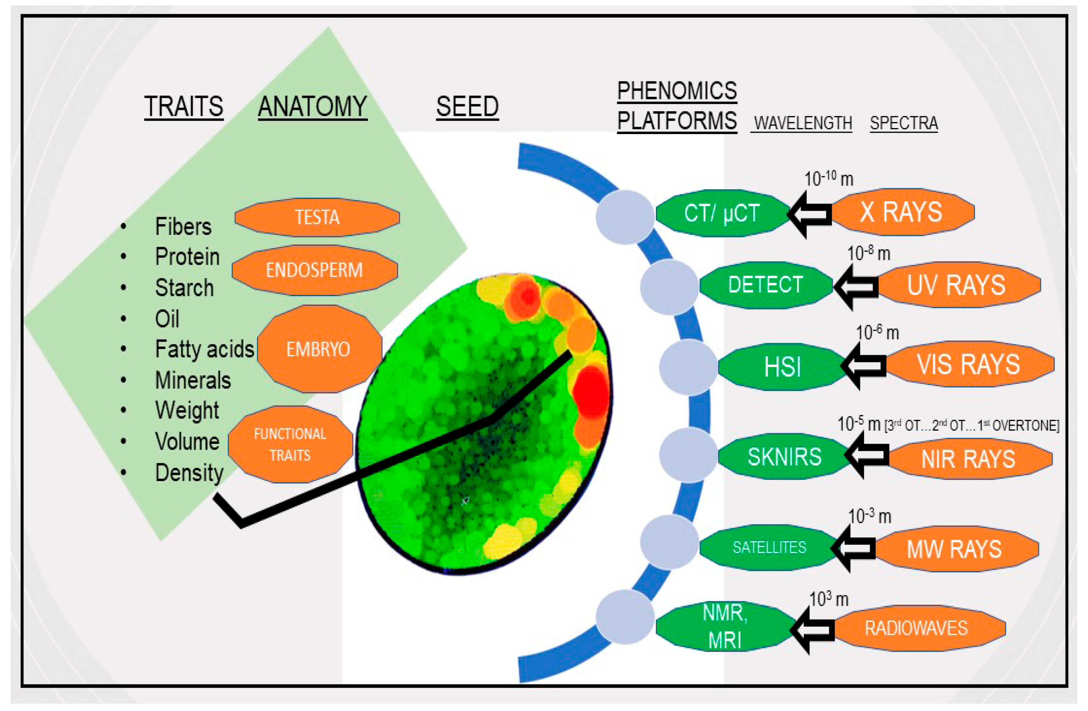 Plants Free Full-Text Crop Seed Phenomics Focus on Non-Destructive Functional Trait Phenotyping Methods and Applications photo