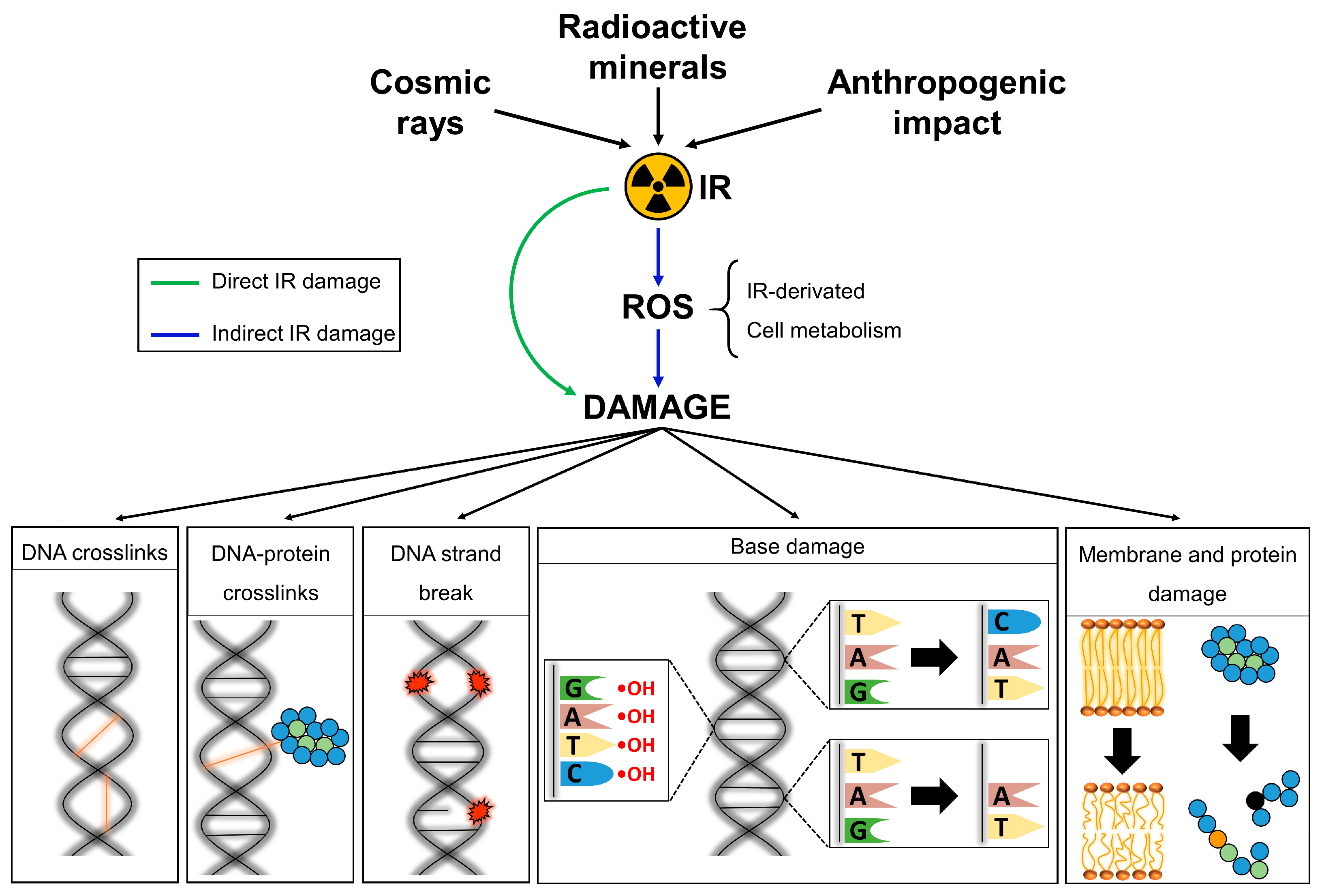 DNA Doughnuts Resist Radiation, Science