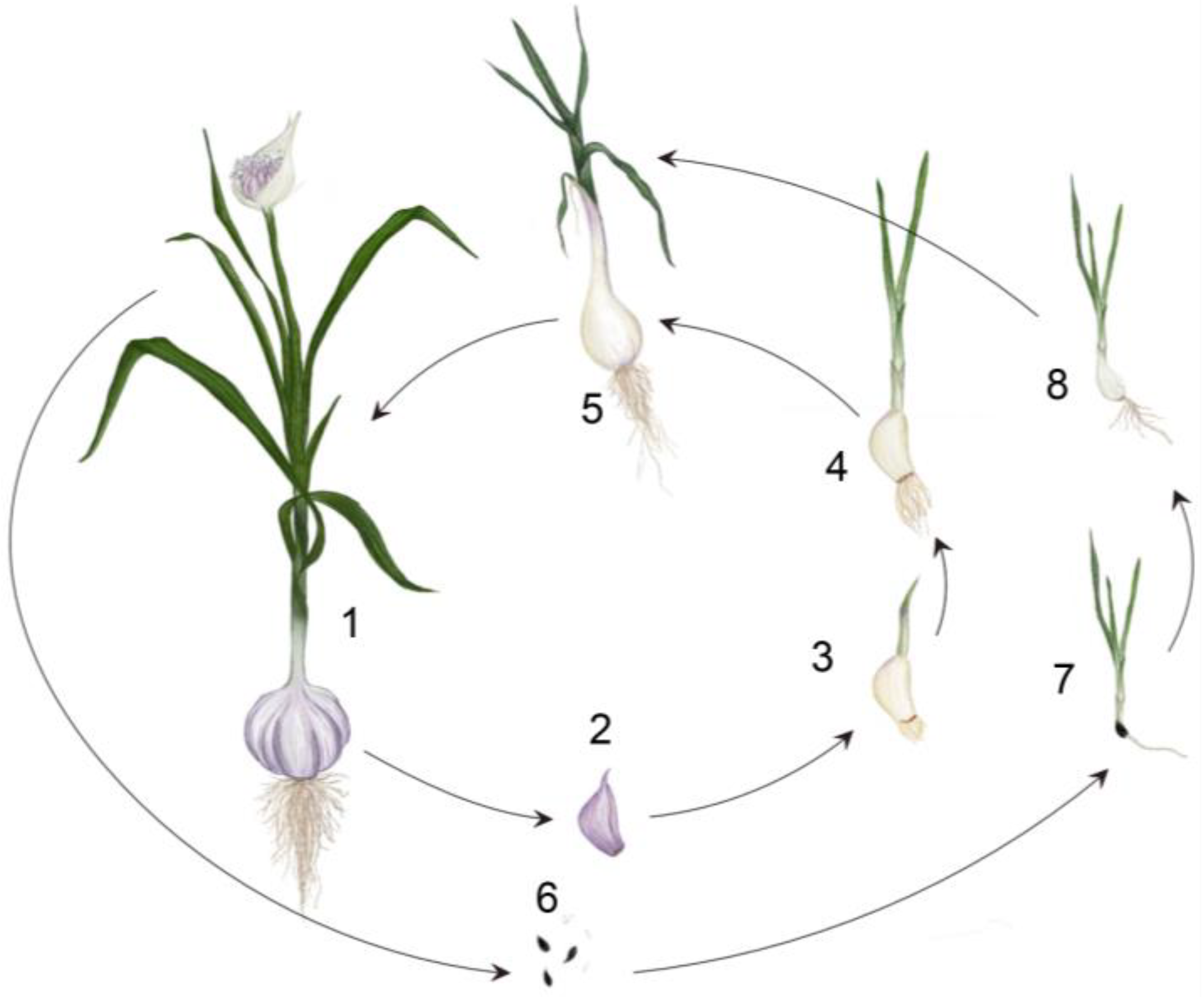 Garlic Rep Sex Videos - Plants | Free Full-Text | Turning Garlic into a Modern Crop: State of the  Art and Perspectives
