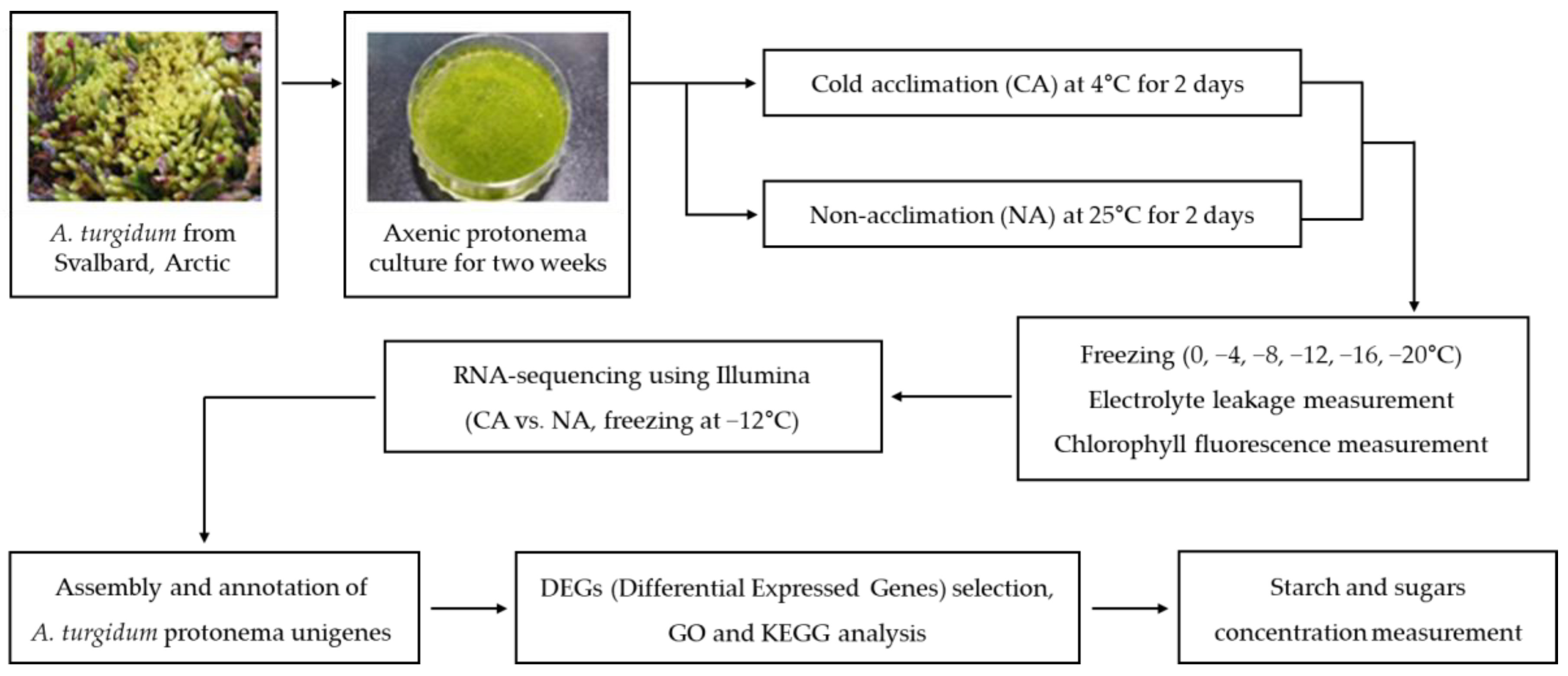Plants Free Full-Text De Novo Transcriptome Assembly and Comparative Analysis of Differentially Expressed Genes Involved in Cold Acclimation and Freezing Tolerance of the Arctic Moss Aulacomnium turgidum (Wahlenb.) Schwaegr