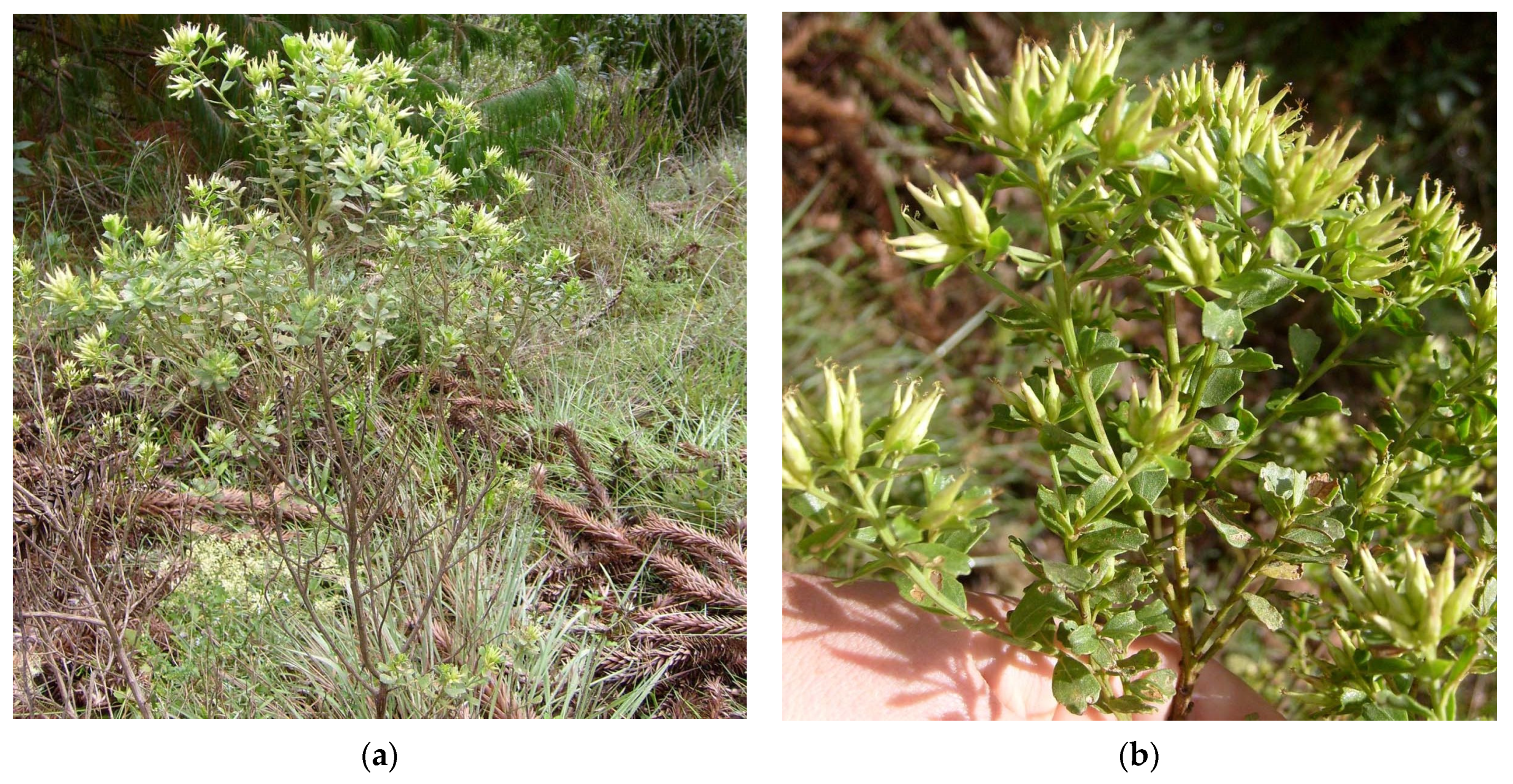 Hepatoprotective Native Plants Documented in Brazilian Traditional