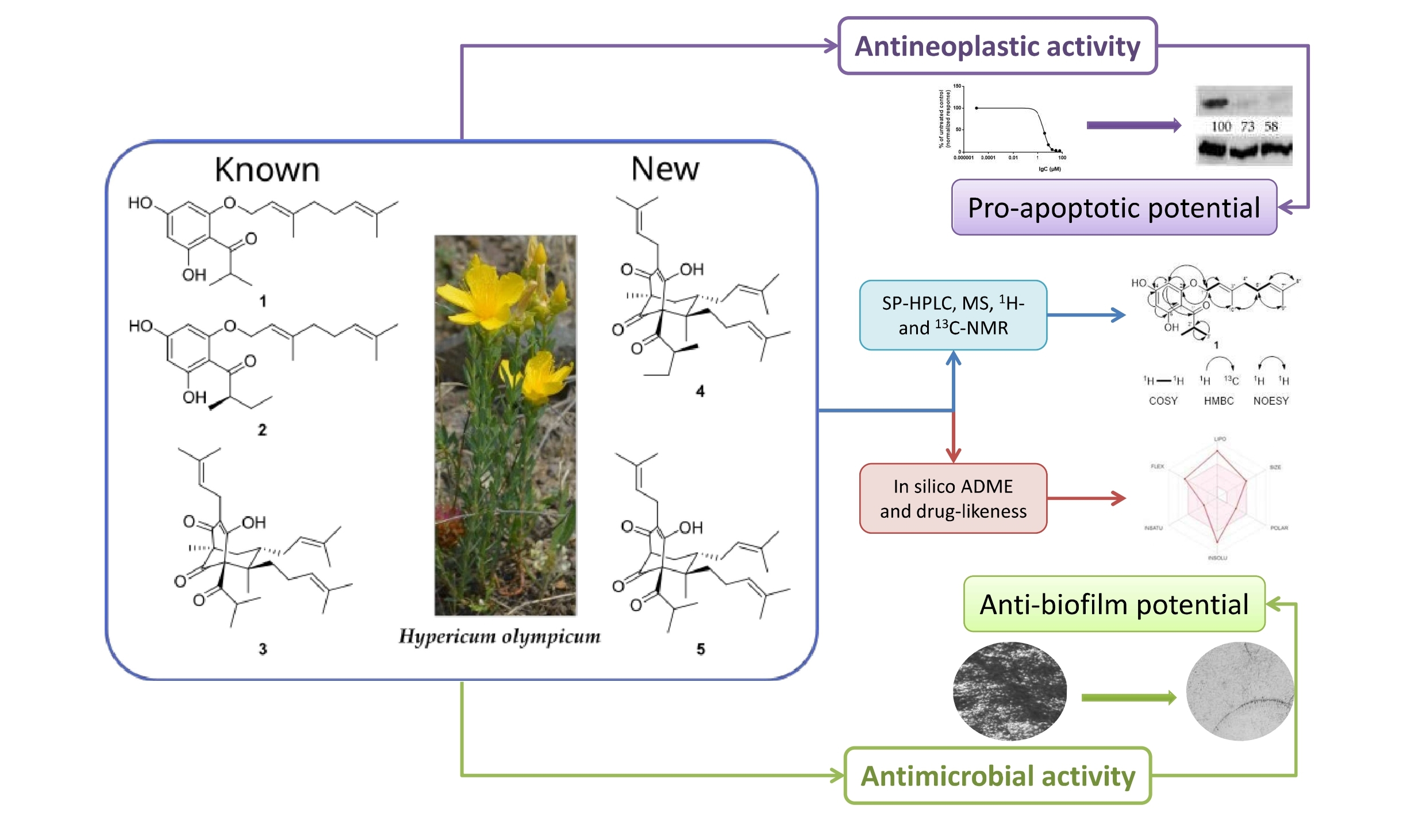 Plants | Free Full-Text and Hypericum olympicum Prenylated Acylphloroglucinols Cytotoxic from Antibacterial 