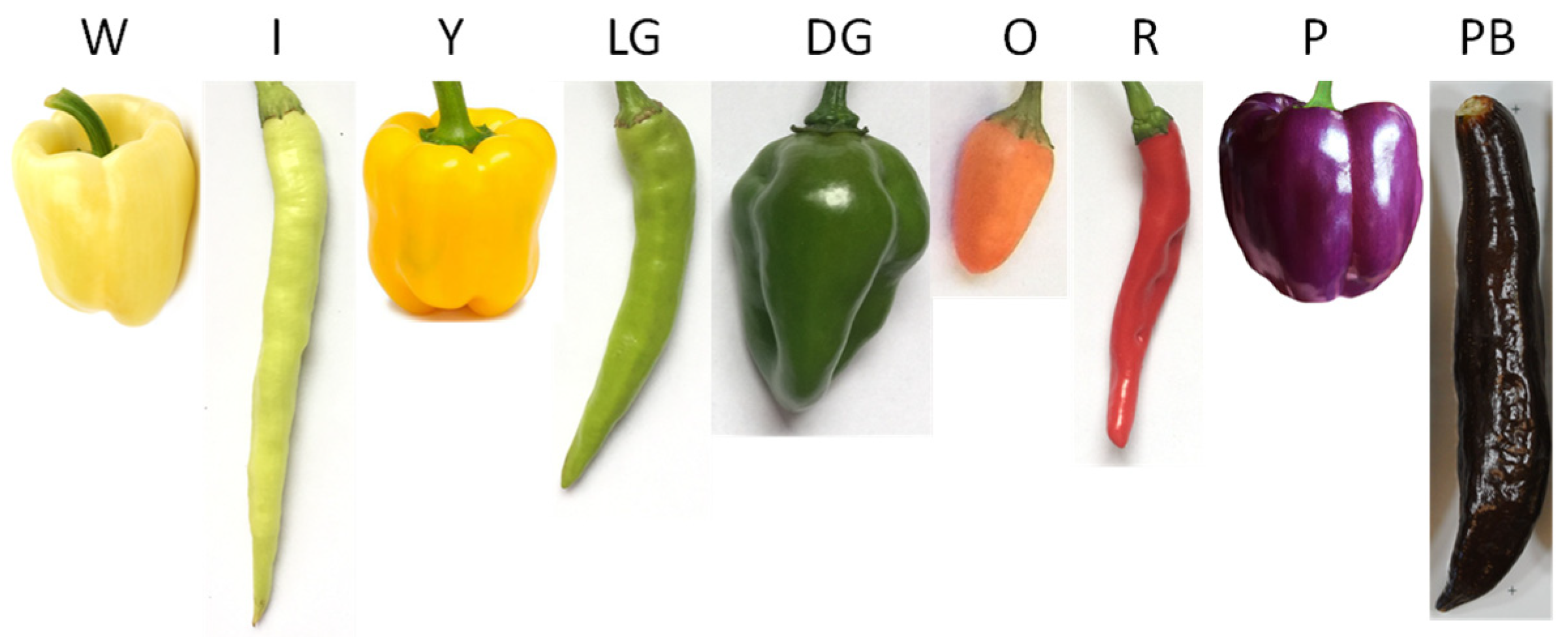 Compound Interest: Why Chilli Peppers are Spicy: The Chemistry of