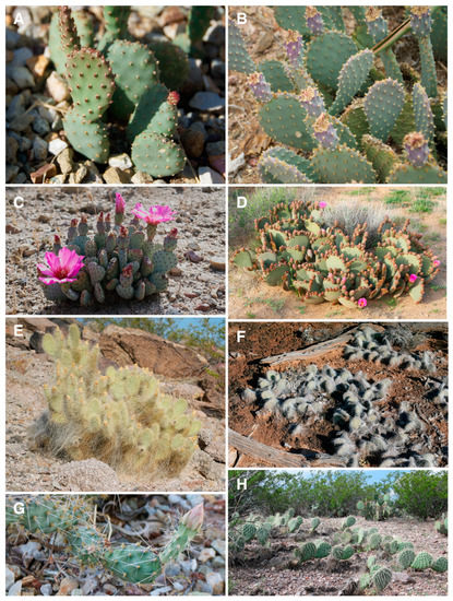 File:Cactus en su hábitat natural.jpg - Wikimedia Commons