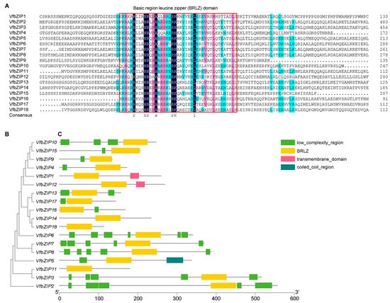 Plants | Free Full-Text | Genome-Wide Identification of bZIP ...
