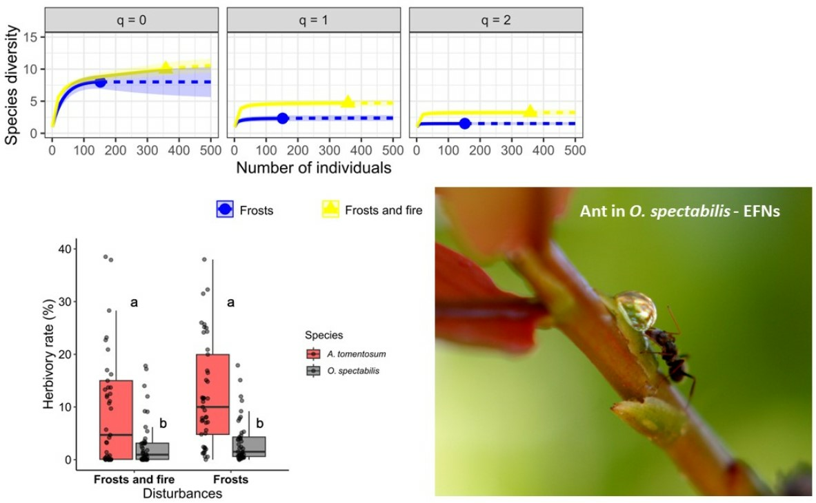 Plants, Free Full-Text