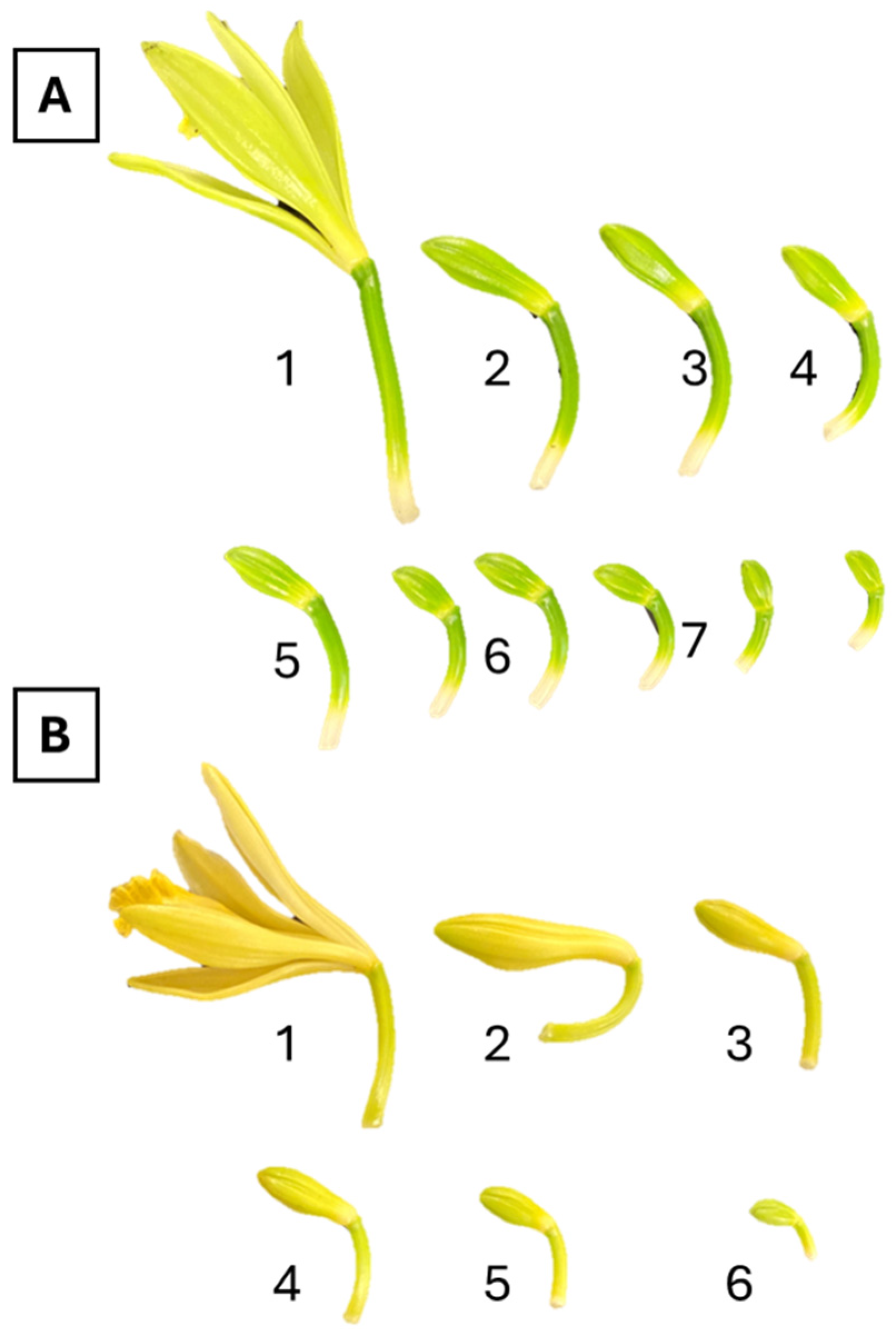 Plants | Free Full-Text | First Gynogenesis of Vanilla planifolia for ...