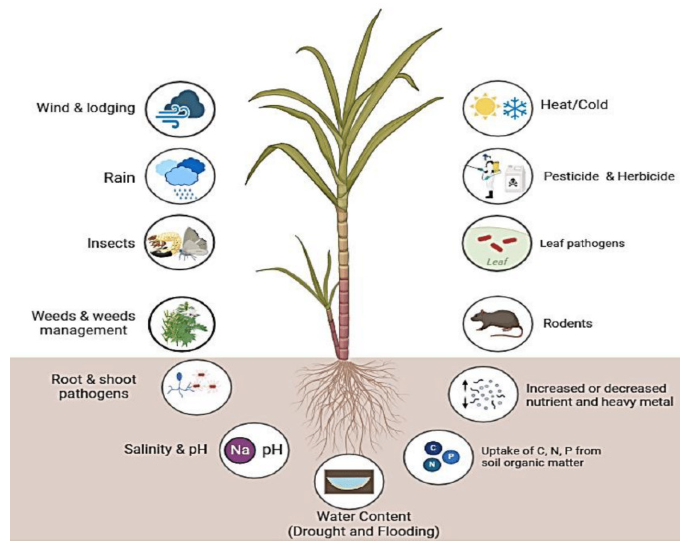 Plants | Free Full-Text | Genetic Engineering for Enhancing Sugarcane ...