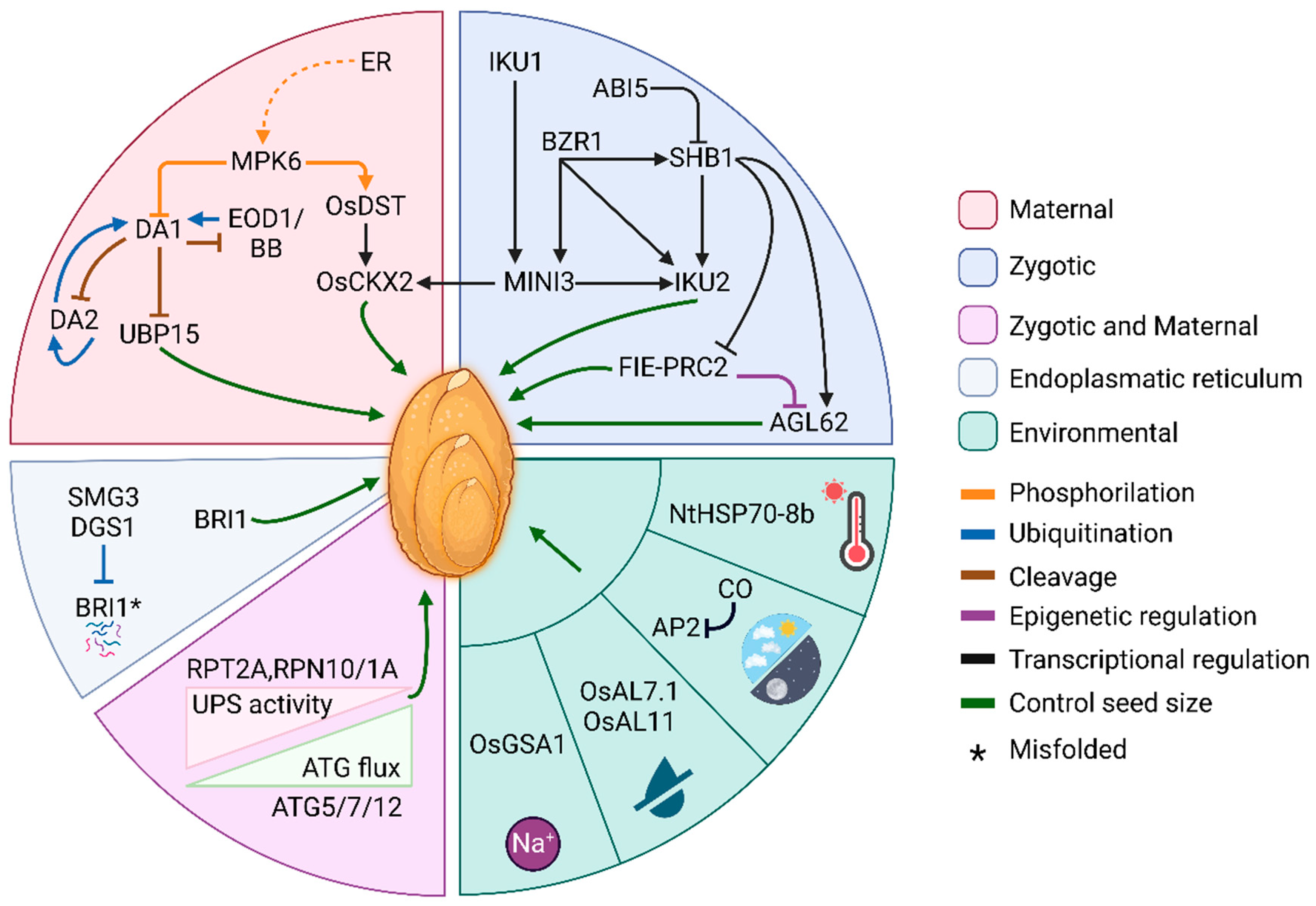 Plants | Free Full-Text | When Size Matters: New Insights on How Seed Size  Can Contribute to the Early Stages of Plant Development