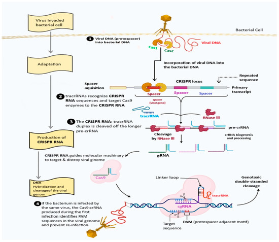CRISPR/Cas-Mediated Genome Engineering in Plants: Application and ...