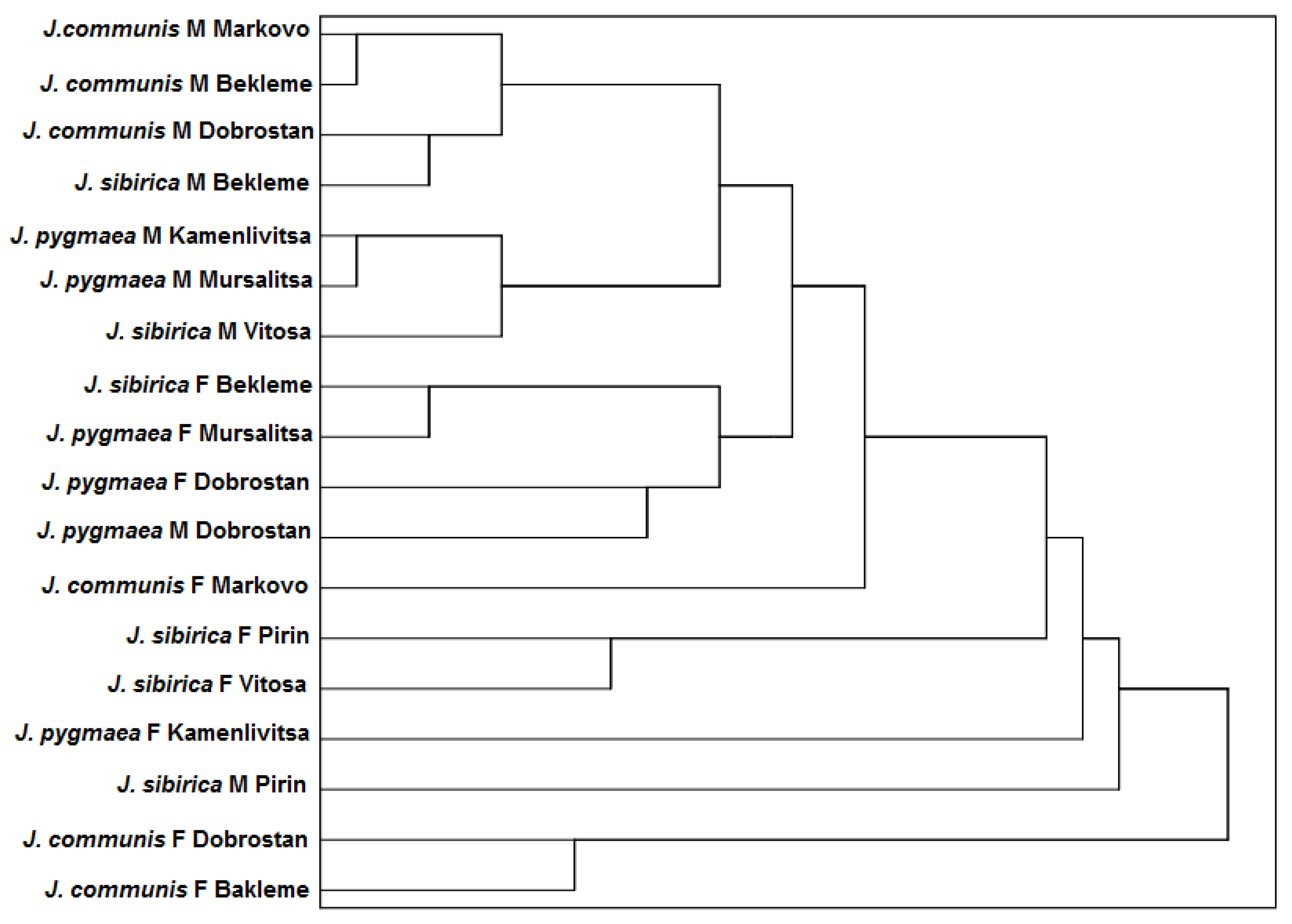 A Comparative Morphological and Anatomical Study of Juniperus  