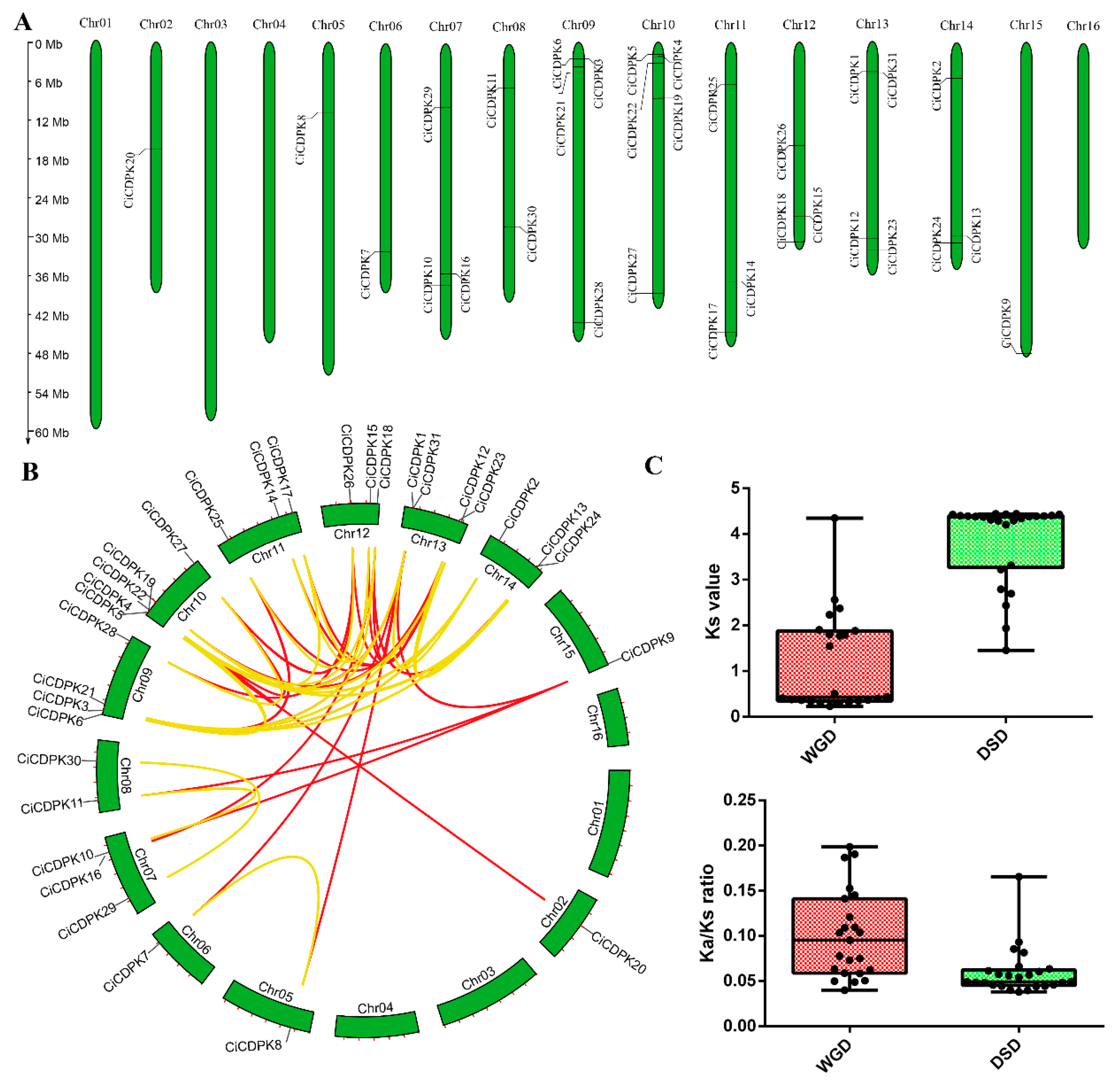 Comprehensive Genomic Analysis of the CDPK Gene Family in Pecan (Carya ...