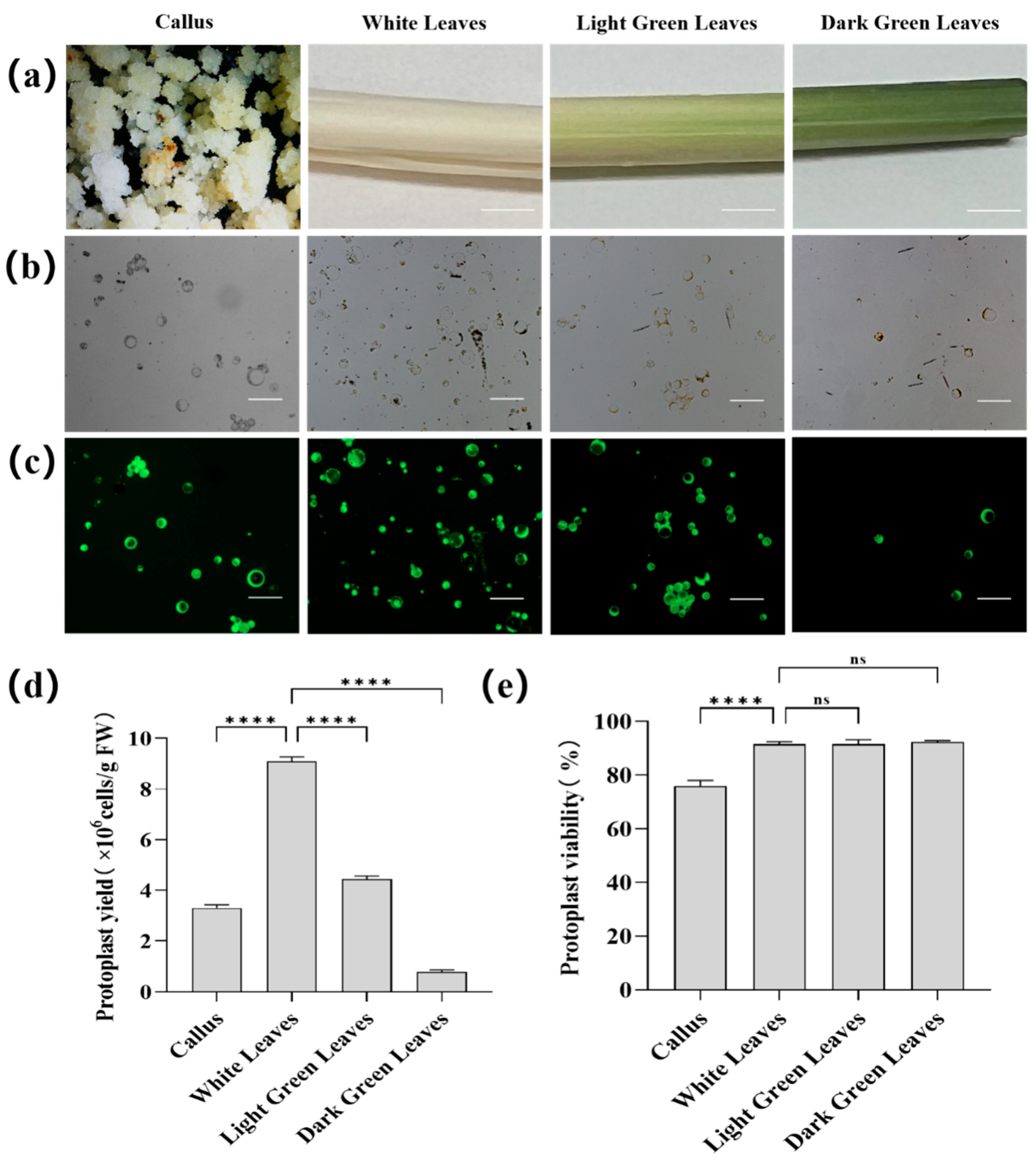 Development of Protoplast-Based Gene Editing System for Areca Palm