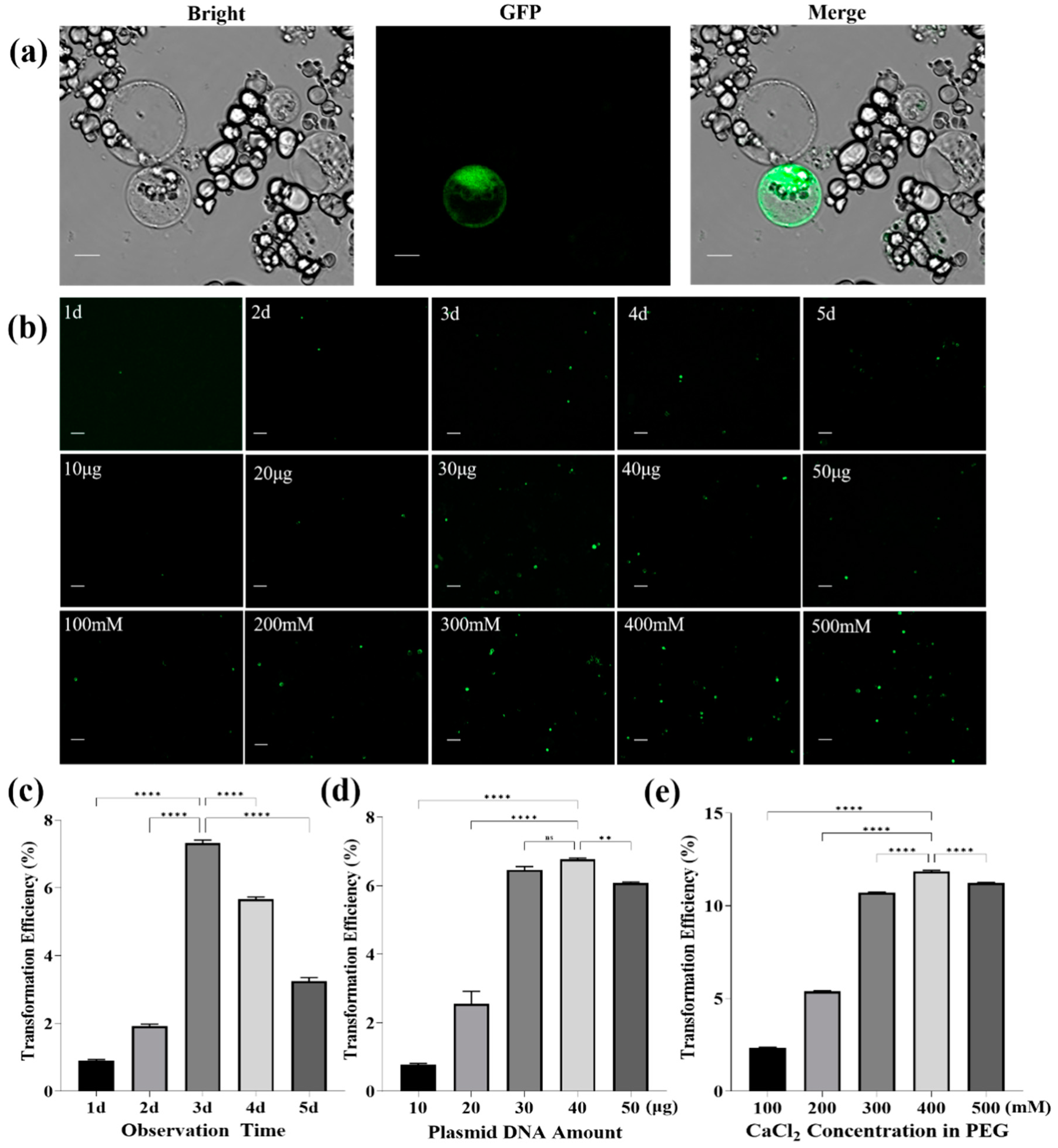 Development of Protoplast-Based Gene Editing System for Areca Palm