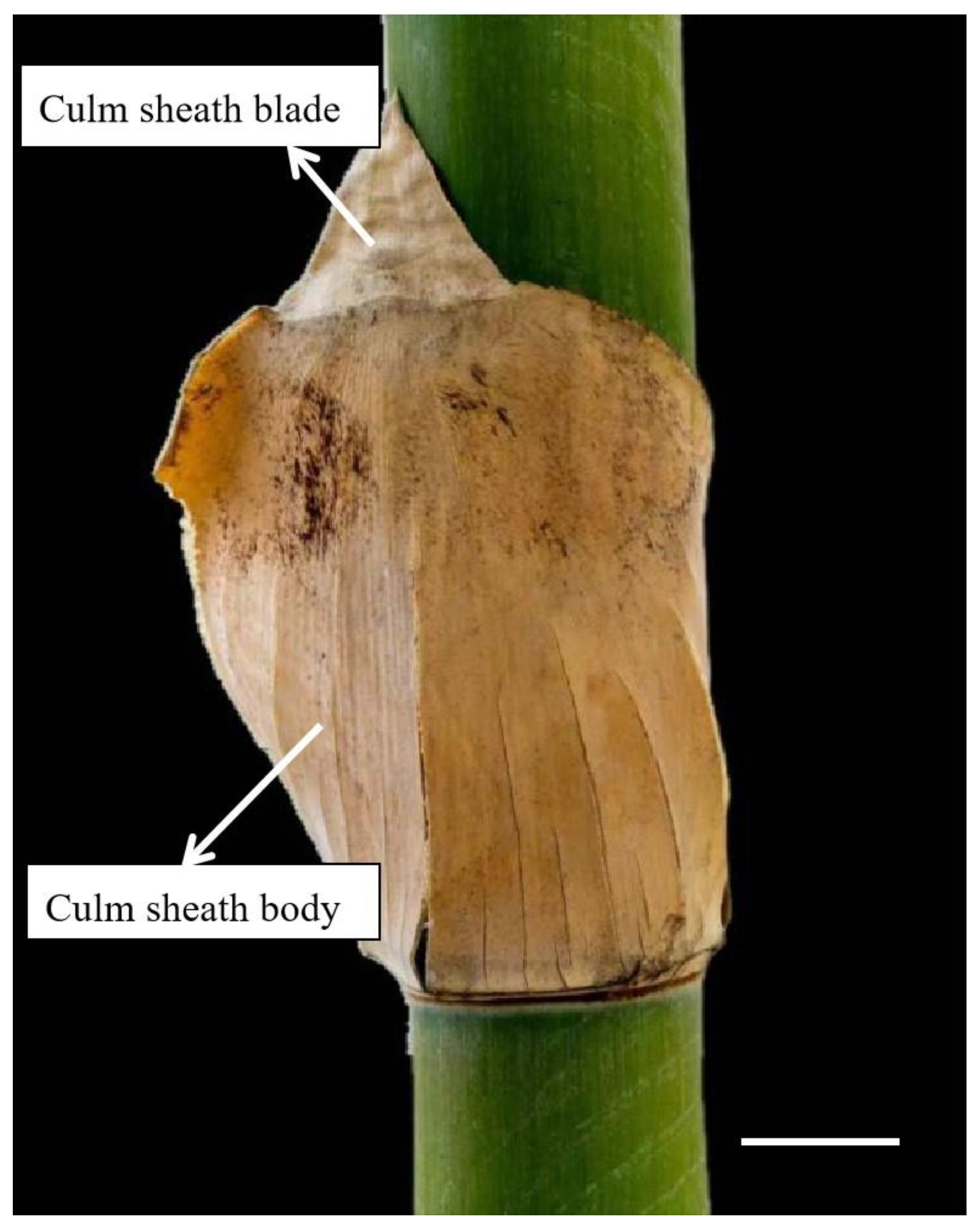 Silicon Deposition and Phytolith Morphological Variation in Culm ...