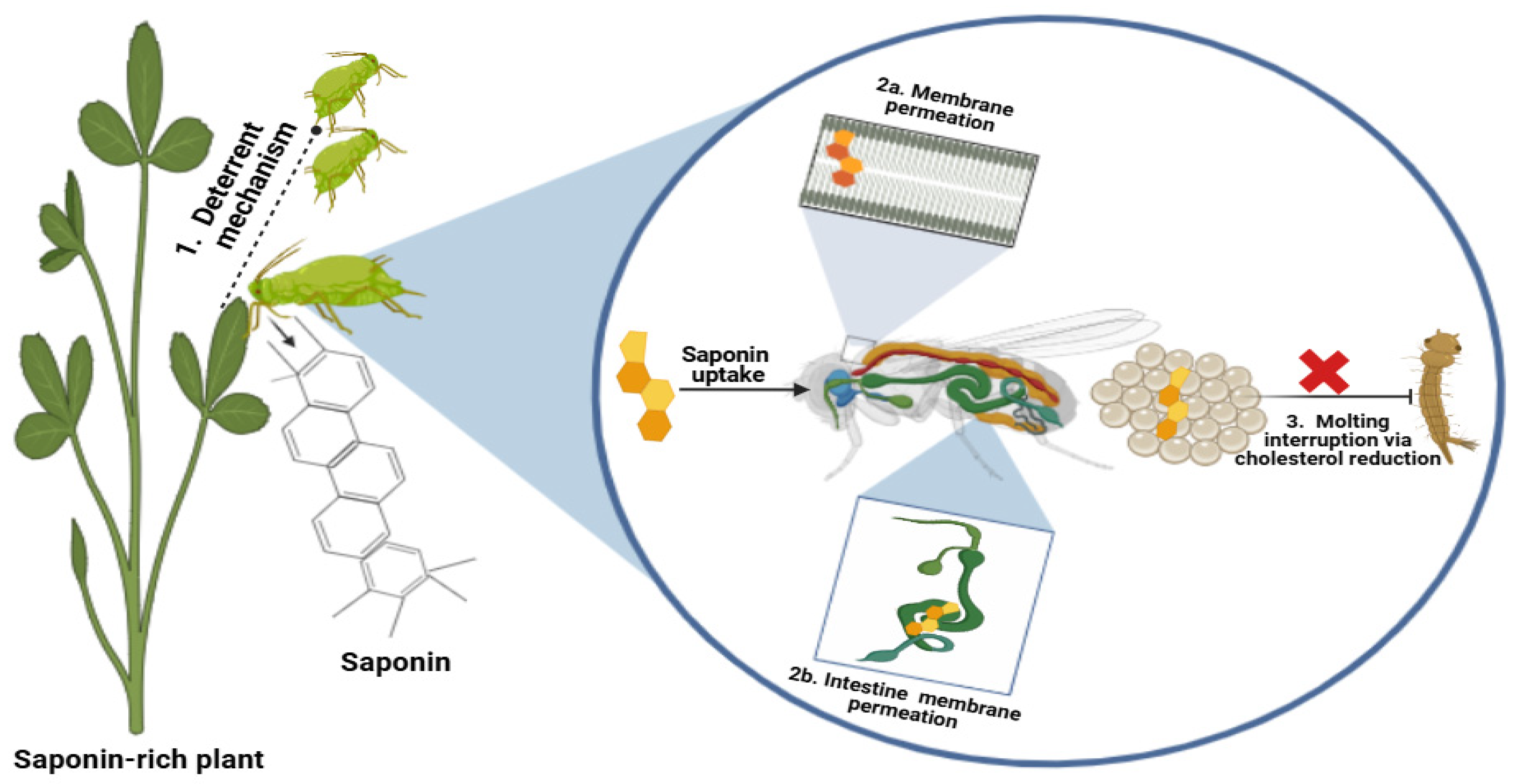 Tea Saponin Liquid manufacturer Tea Saponin Liquid manufacturer