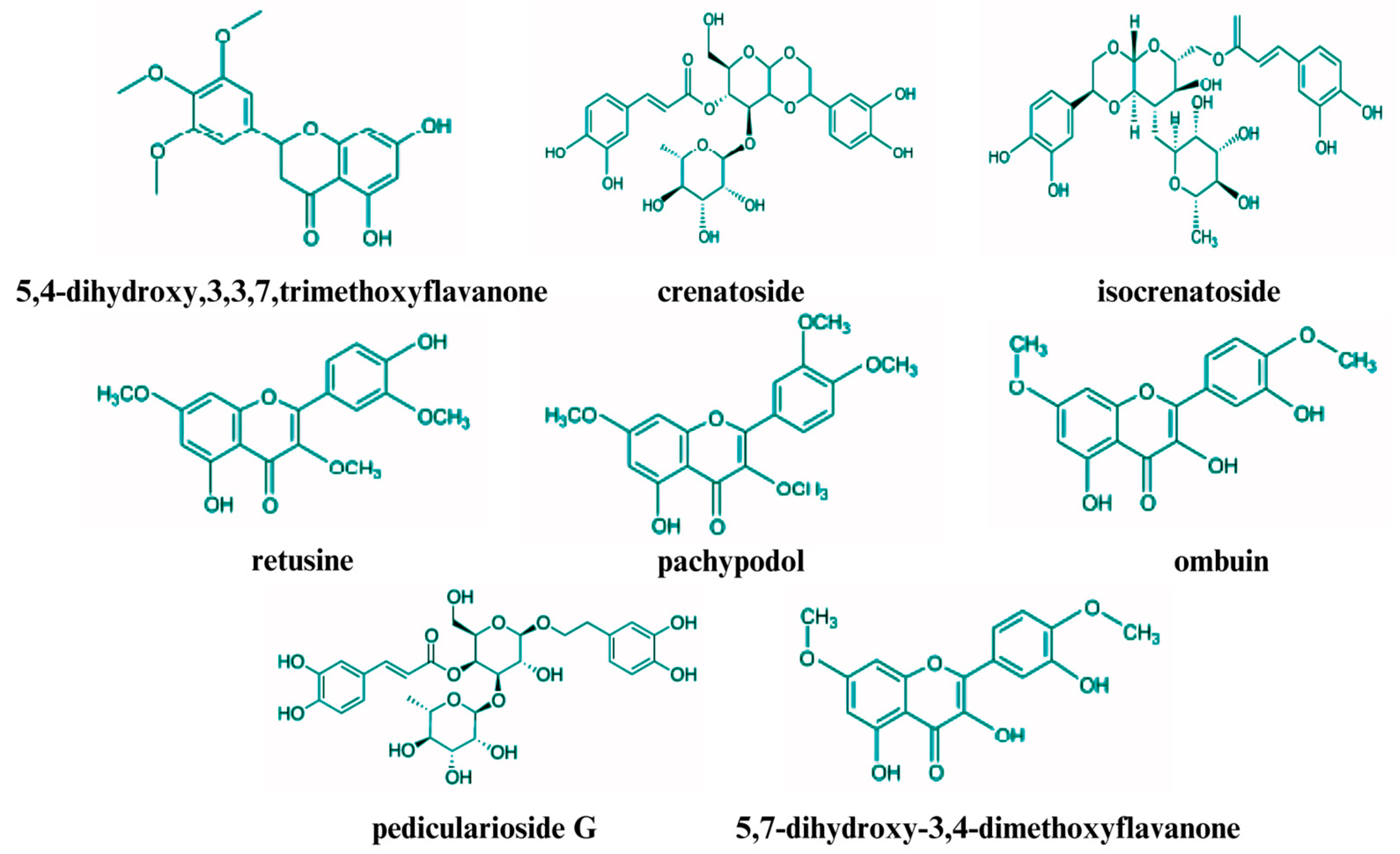 Unlocking the Therapeutic Potential of Patchouli Leaves: A Unlocking the Therapeutic Potential of Patchouli Leaves: A