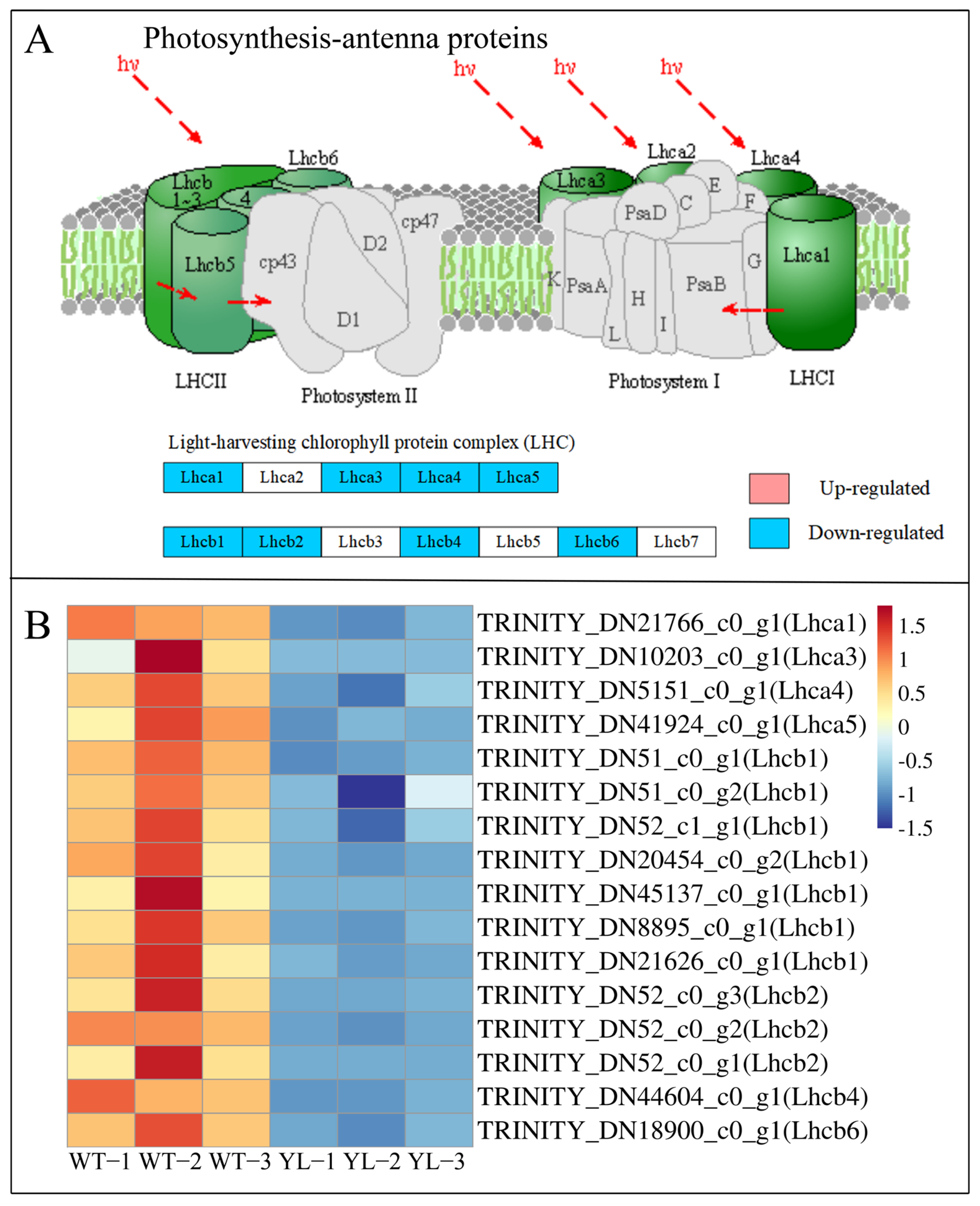 Physiological, Cytological and Transcriptome Analysis of a Physiological, Cytological and Transcriptome Analysis of a