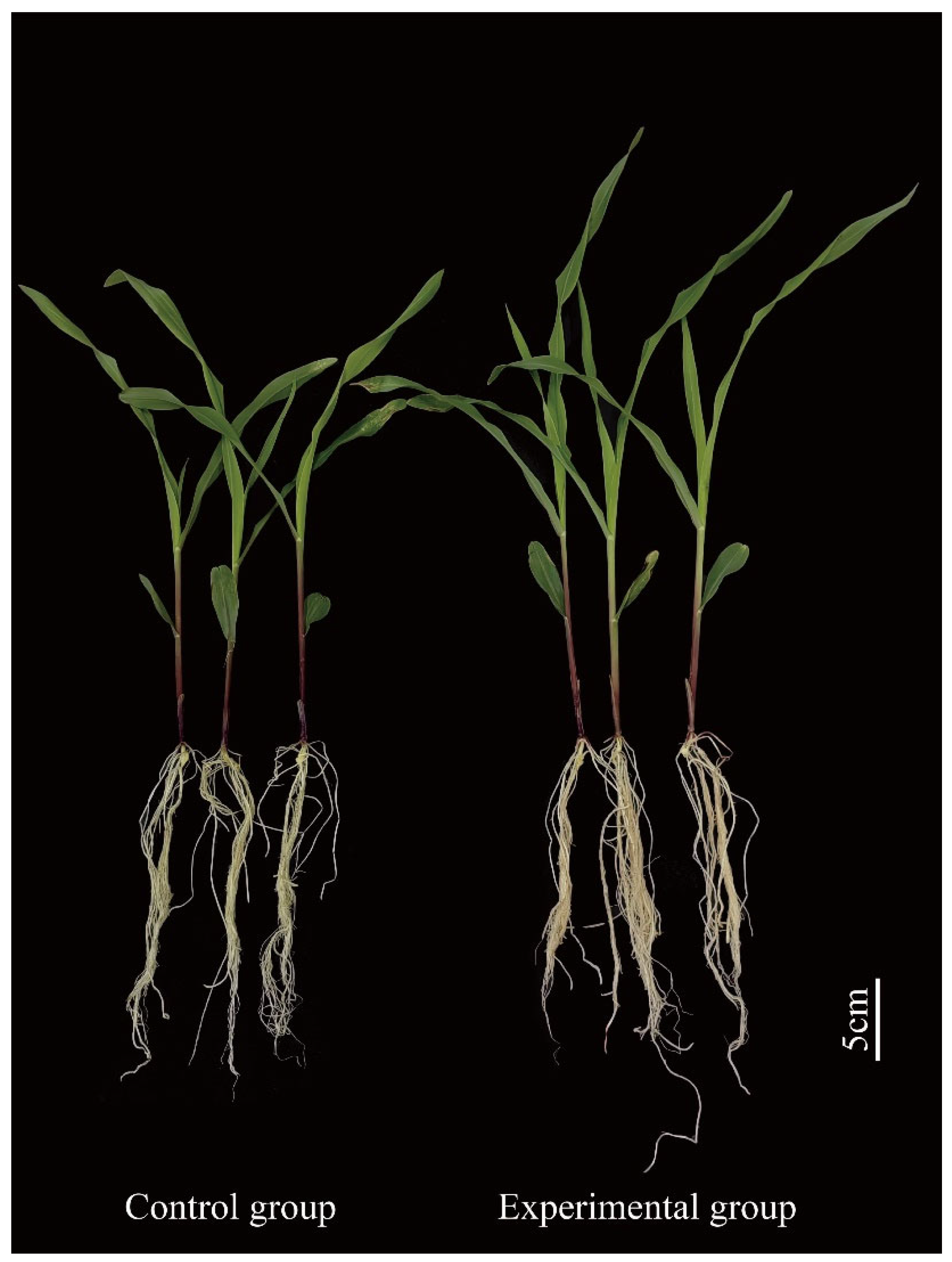 Identification and Functional Analysis of Endophytic
