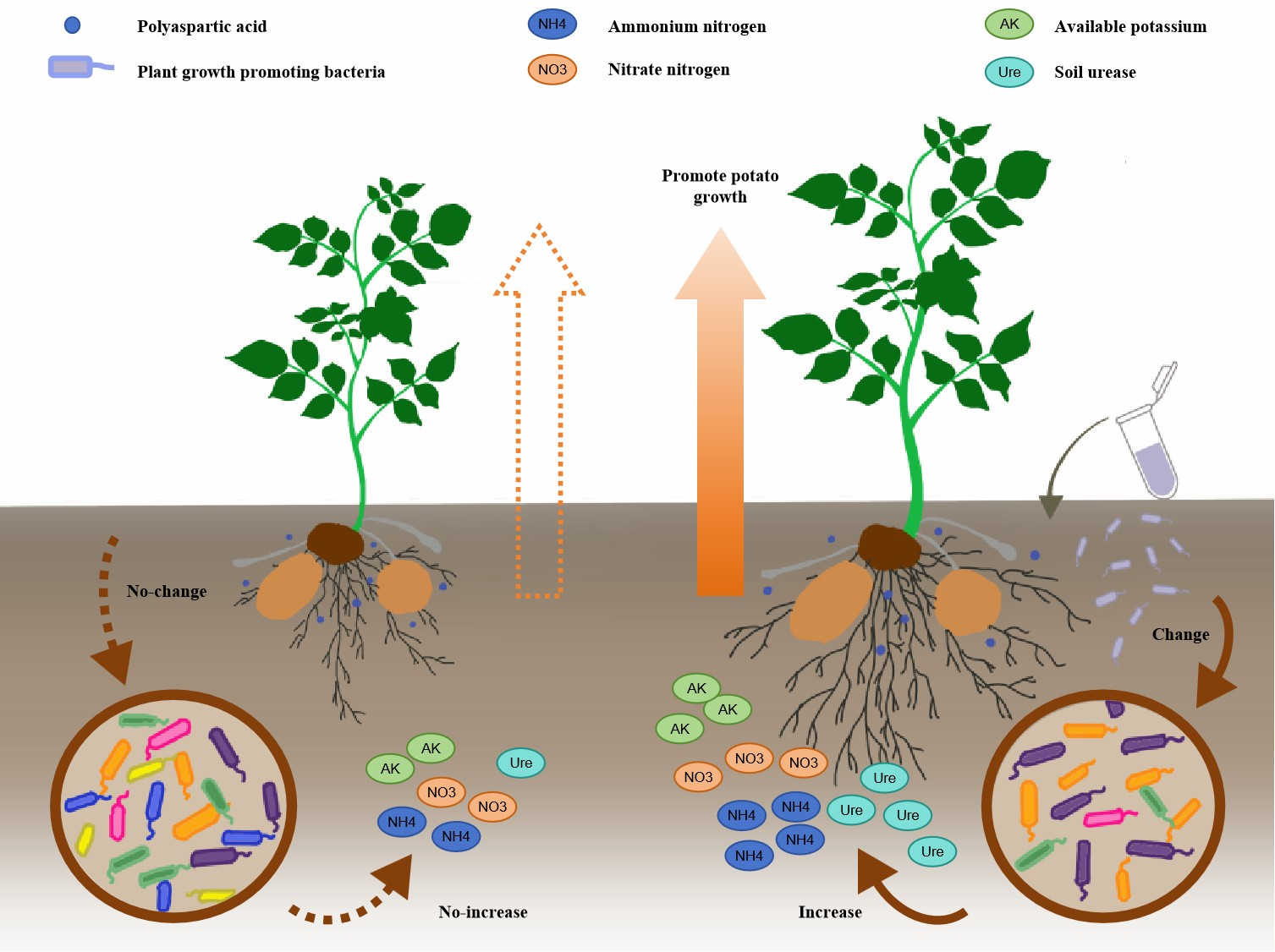 Exogenous Plant Growth-Promoting Rhizobacteria Enhance the