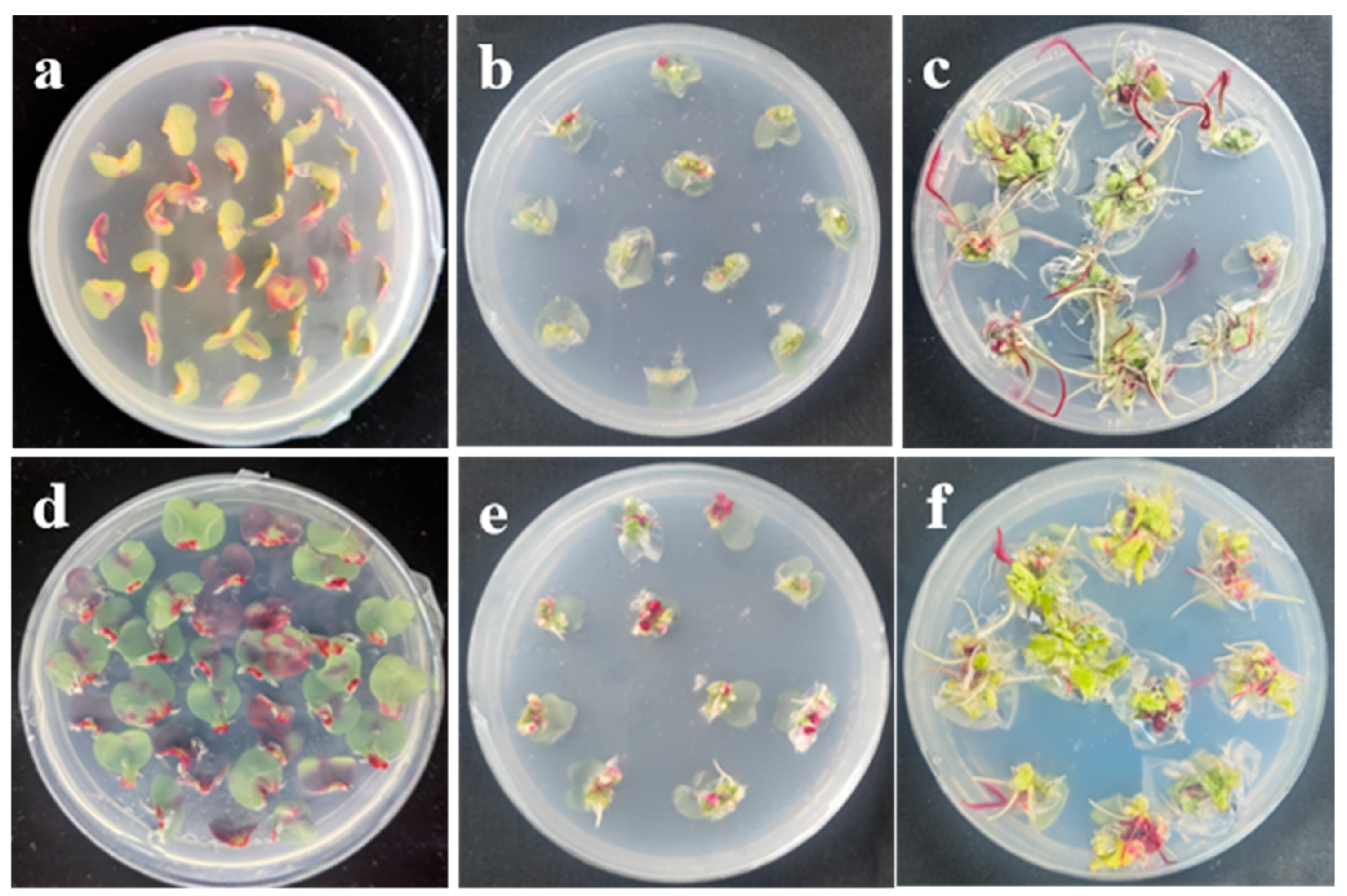 Enhanced Agrobacterium-Mediated Transformation in Chinese Cabbage via ...