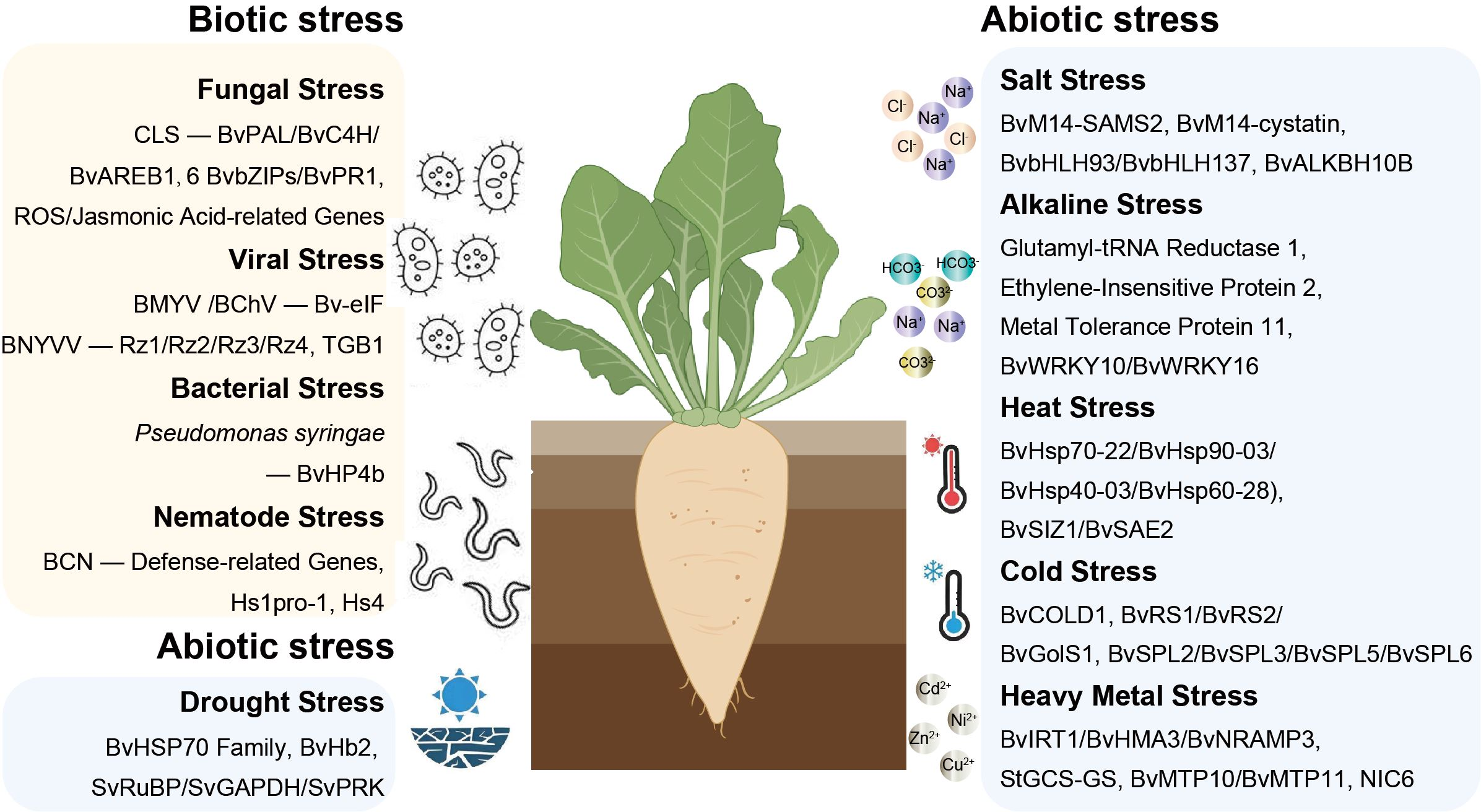 Advances in Beet (Beta vulgaris L.) Stress Adaptation: Focus on ...
