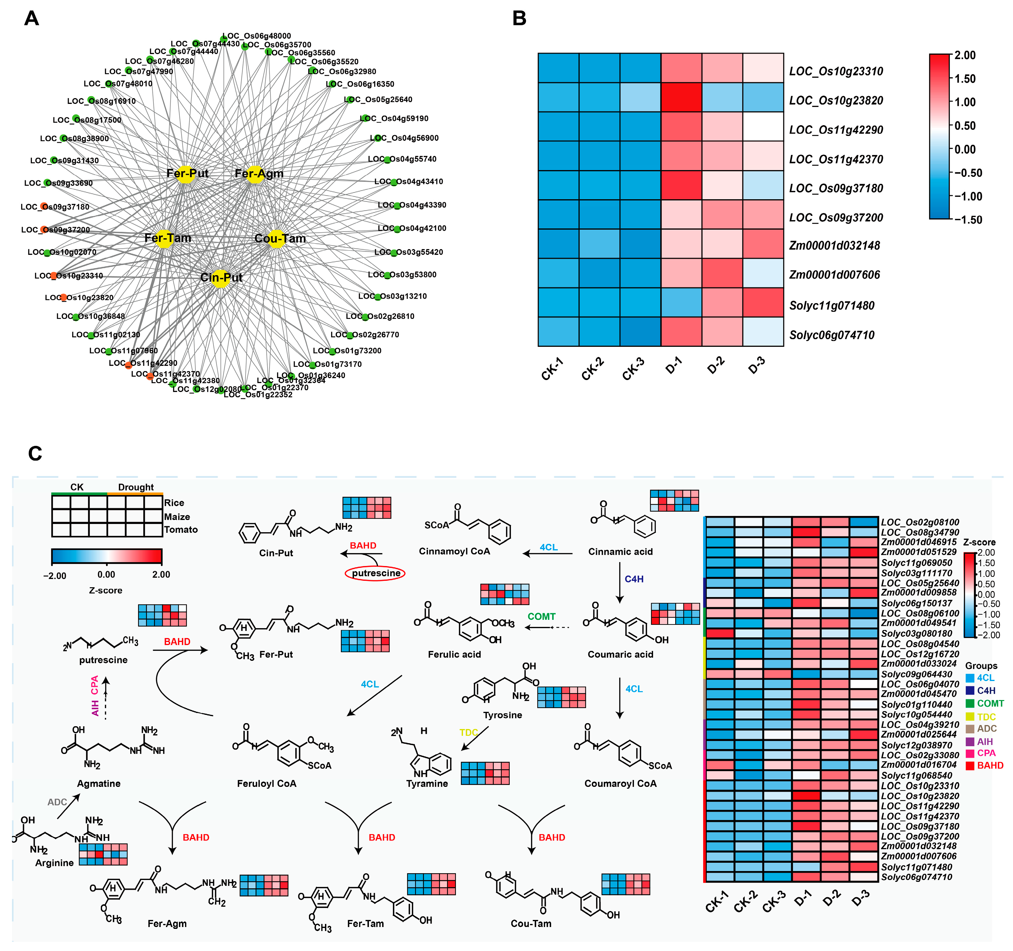 Metabolic Landscape and Core Regulatory Network of Monocotyledonous and ...