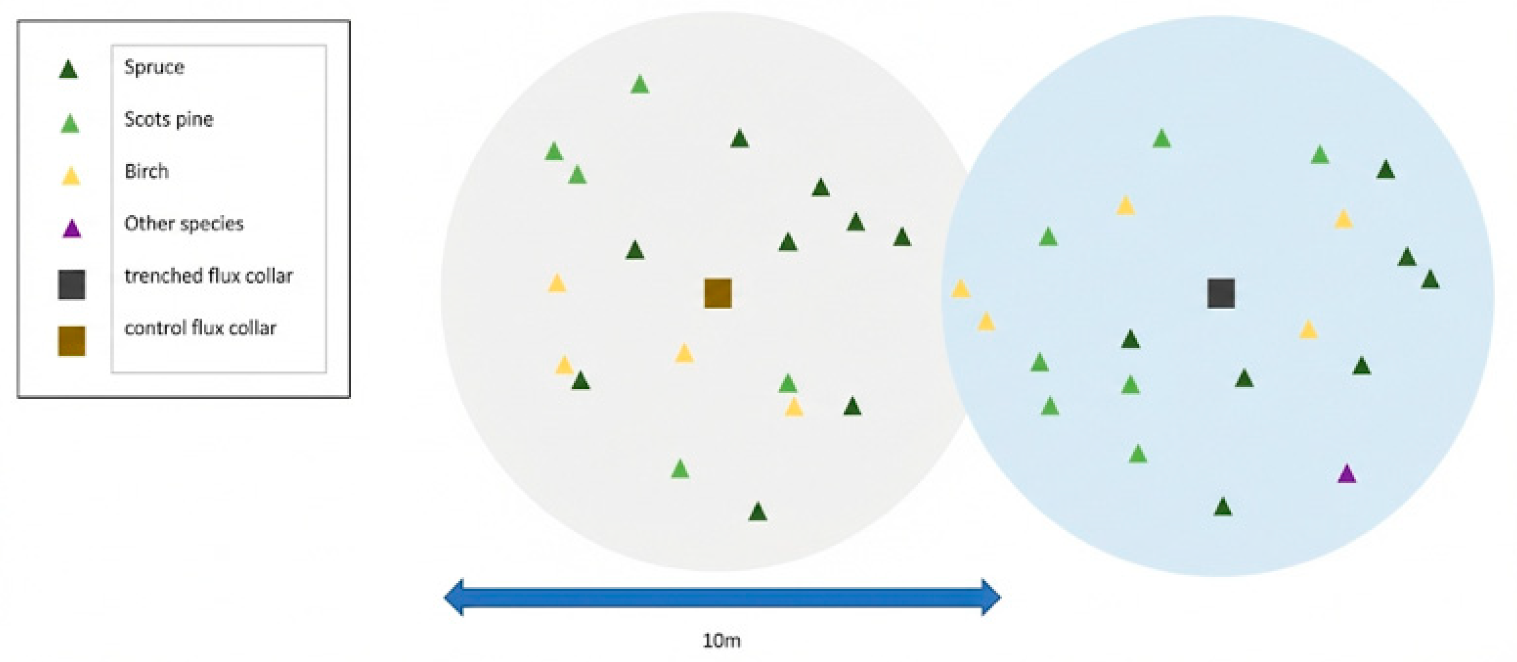Plant Roots and Phenology Drive the Spatio-Temporal Variability of ...