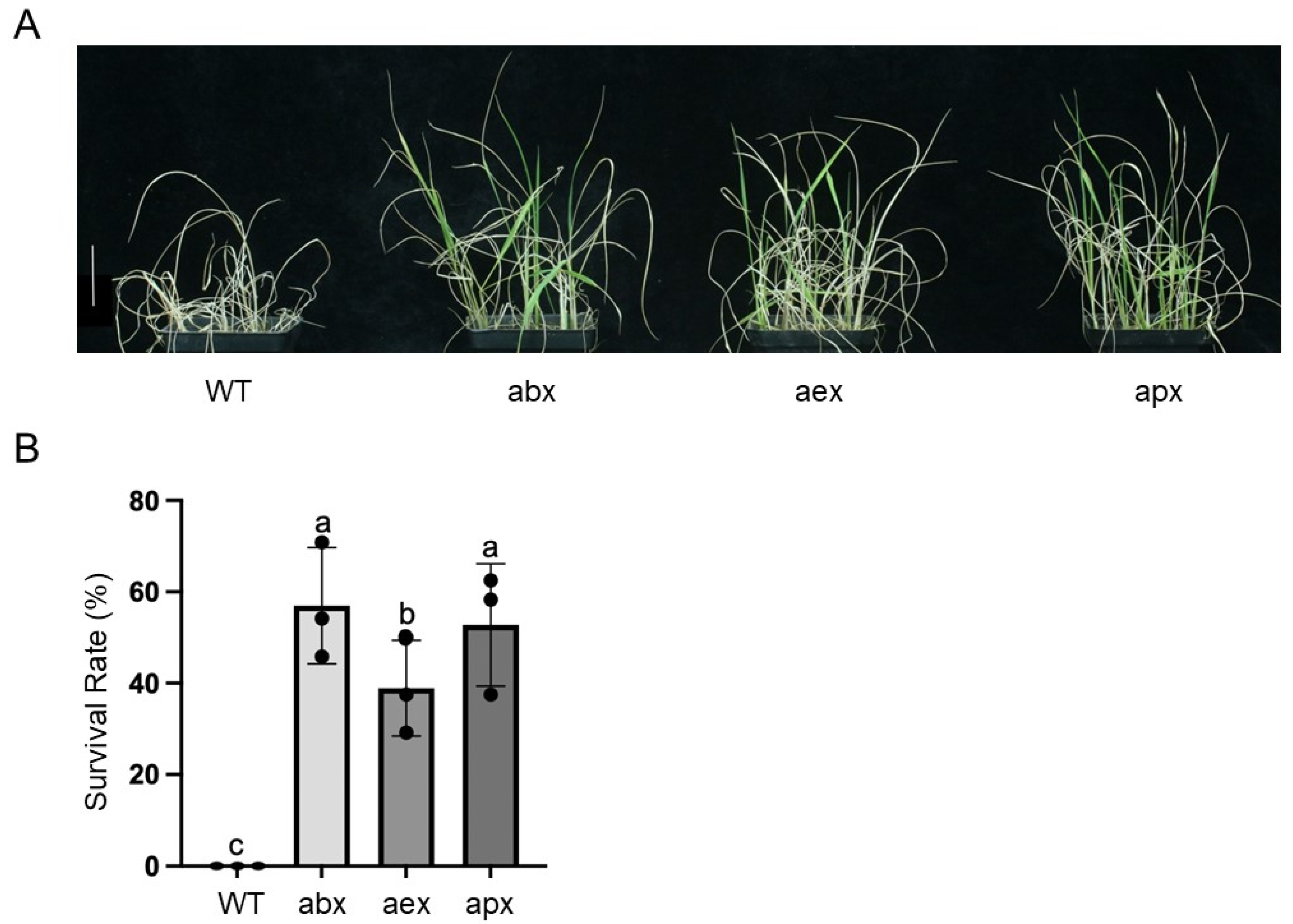 Multiplex Gene Editing Creates Triple-Resistant Rice Against Both ...
