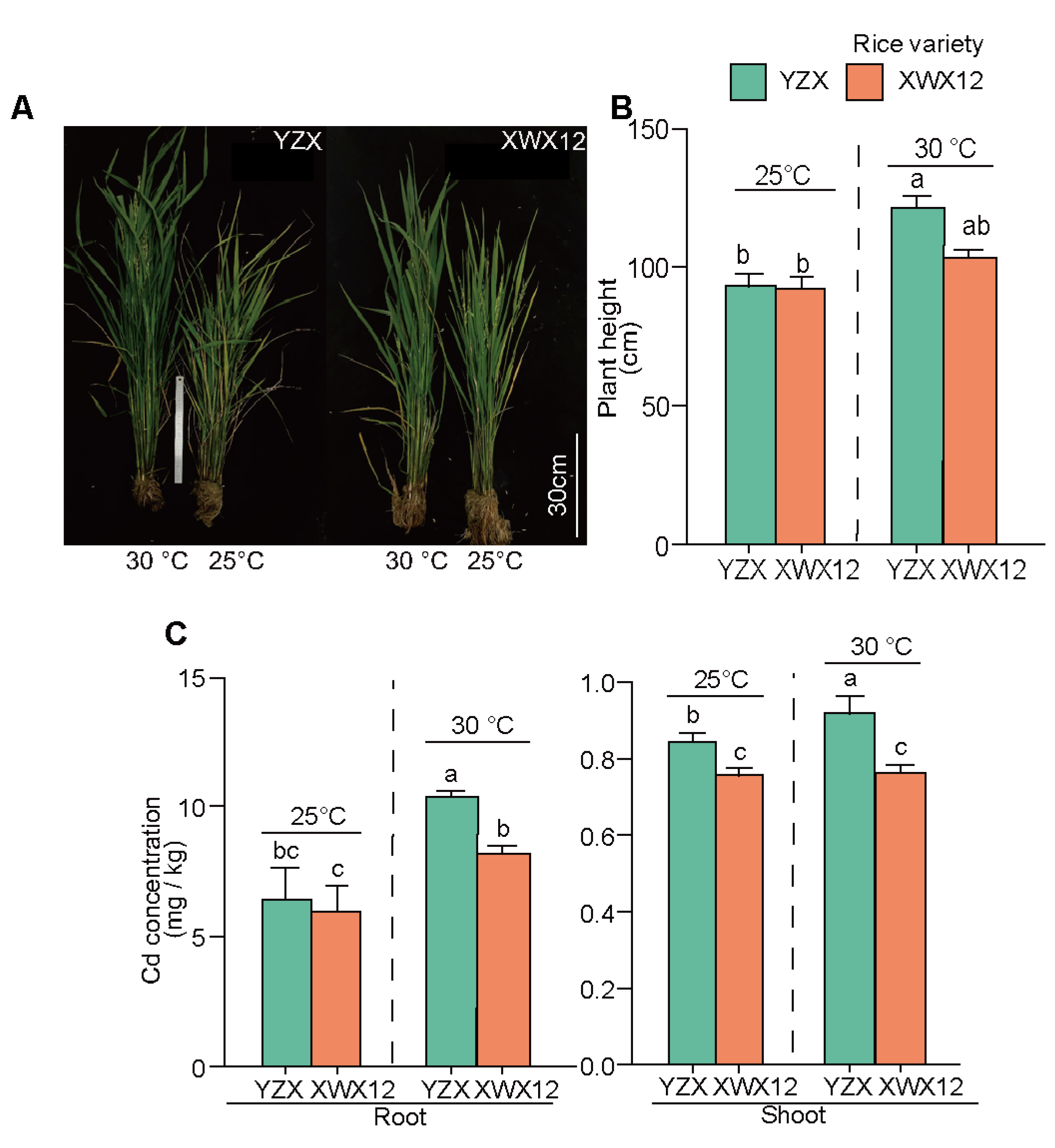 Physiological and Transcriptomic Responses of Rice Cultivars to ...