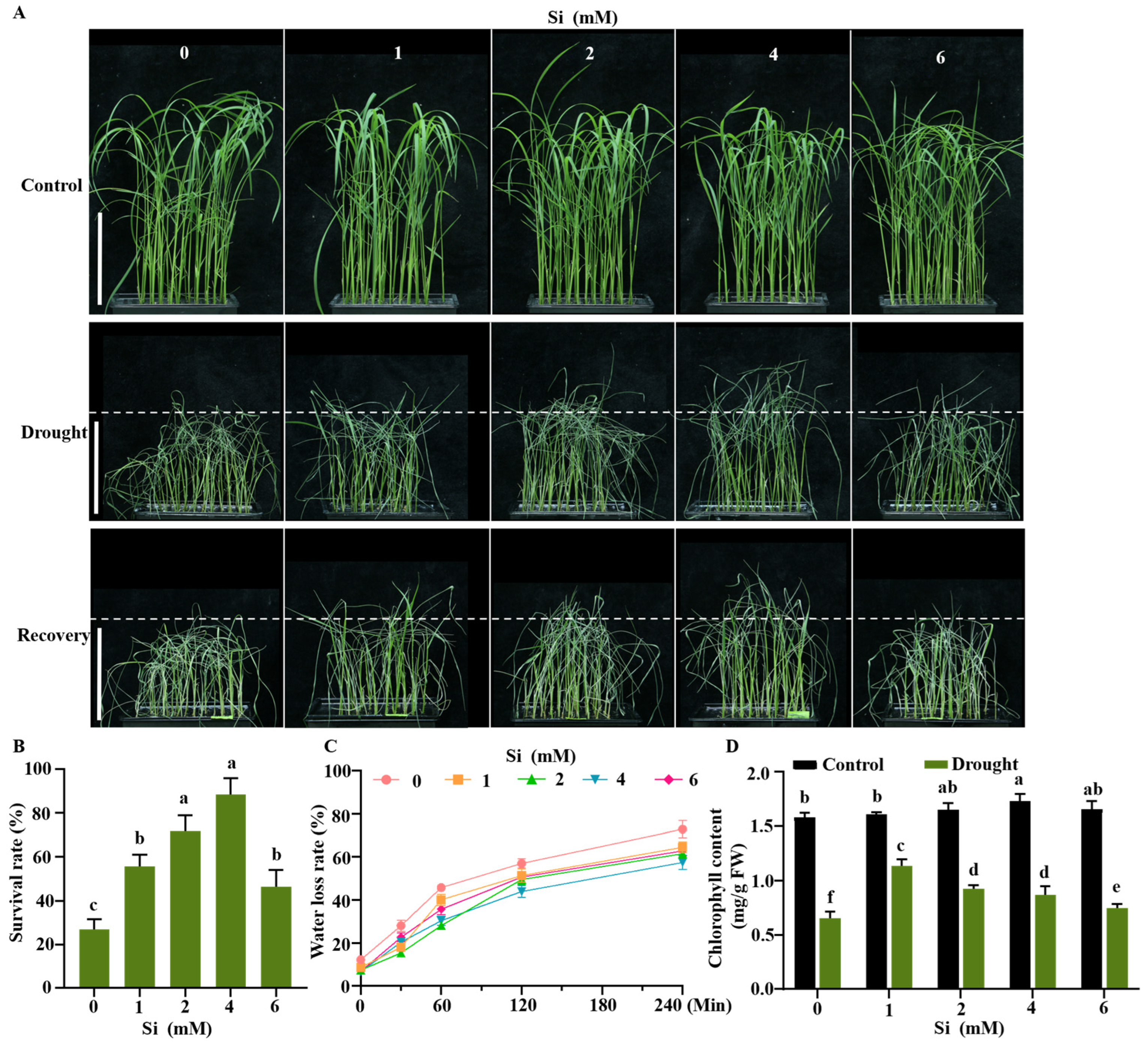 Silicon Enhances Rice Tolerance to Drought and Blast Disease Through ...