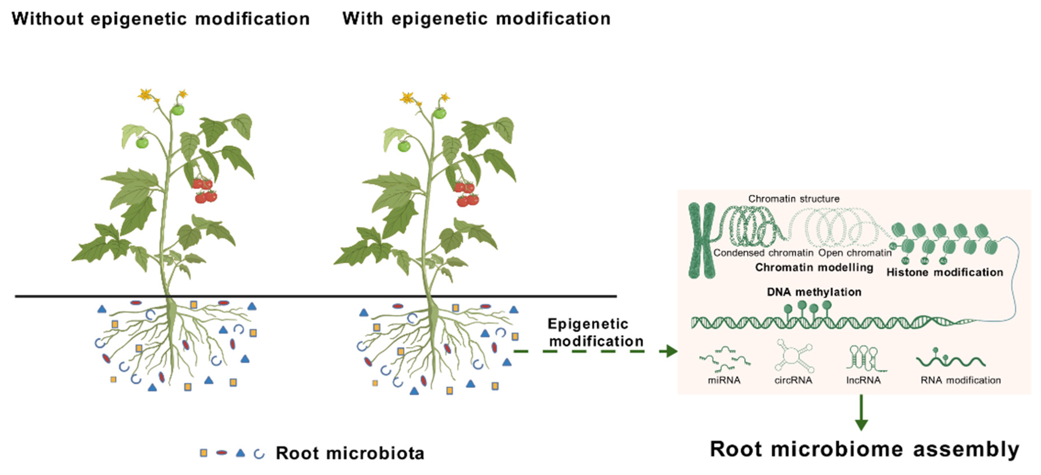 Epigenetic Regulation of Root-Associated Microbiota: Mechanisms and ...