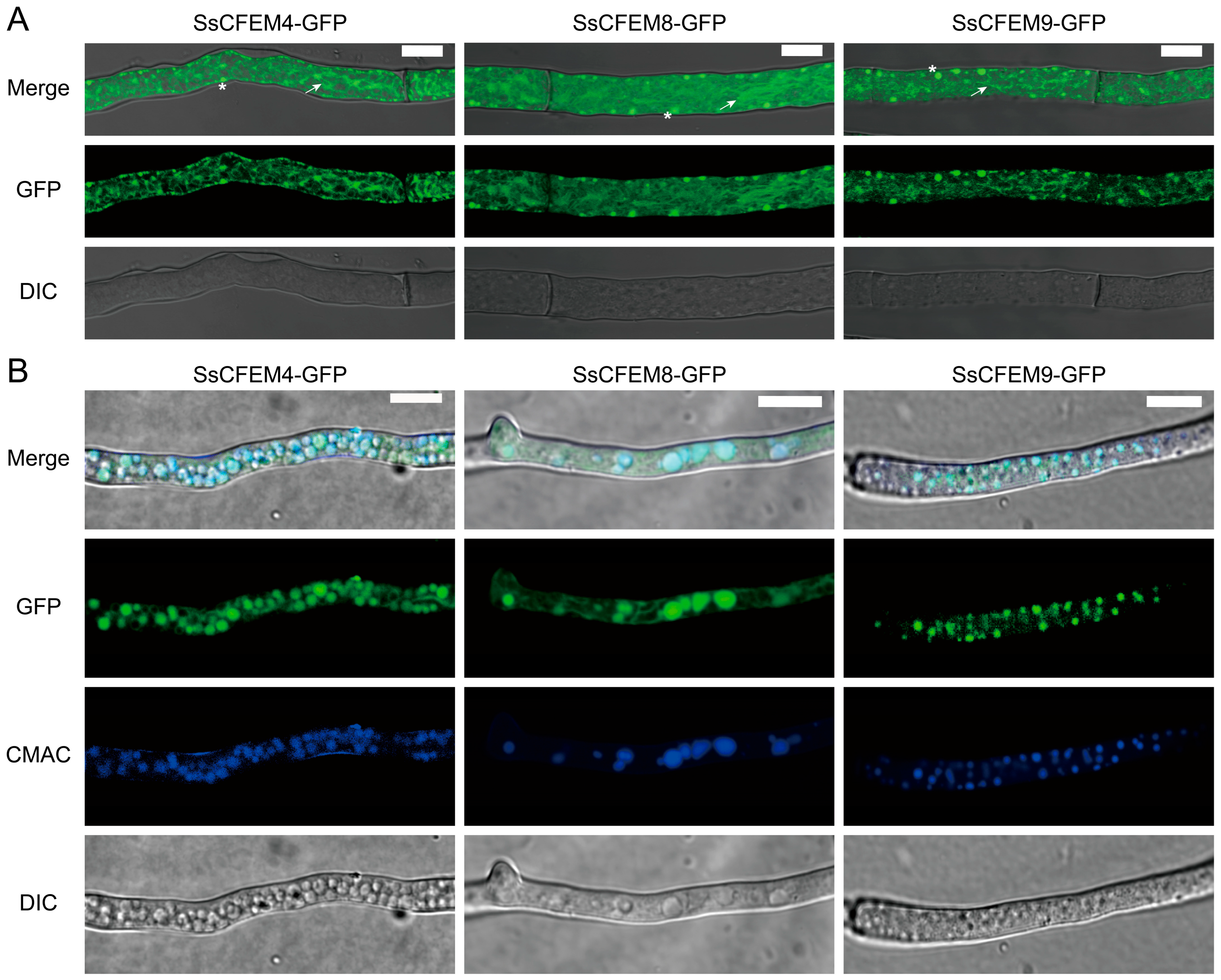 Genome-Wide Identification of CFEM Proteins in Sclerotinia sclerotiorum ...