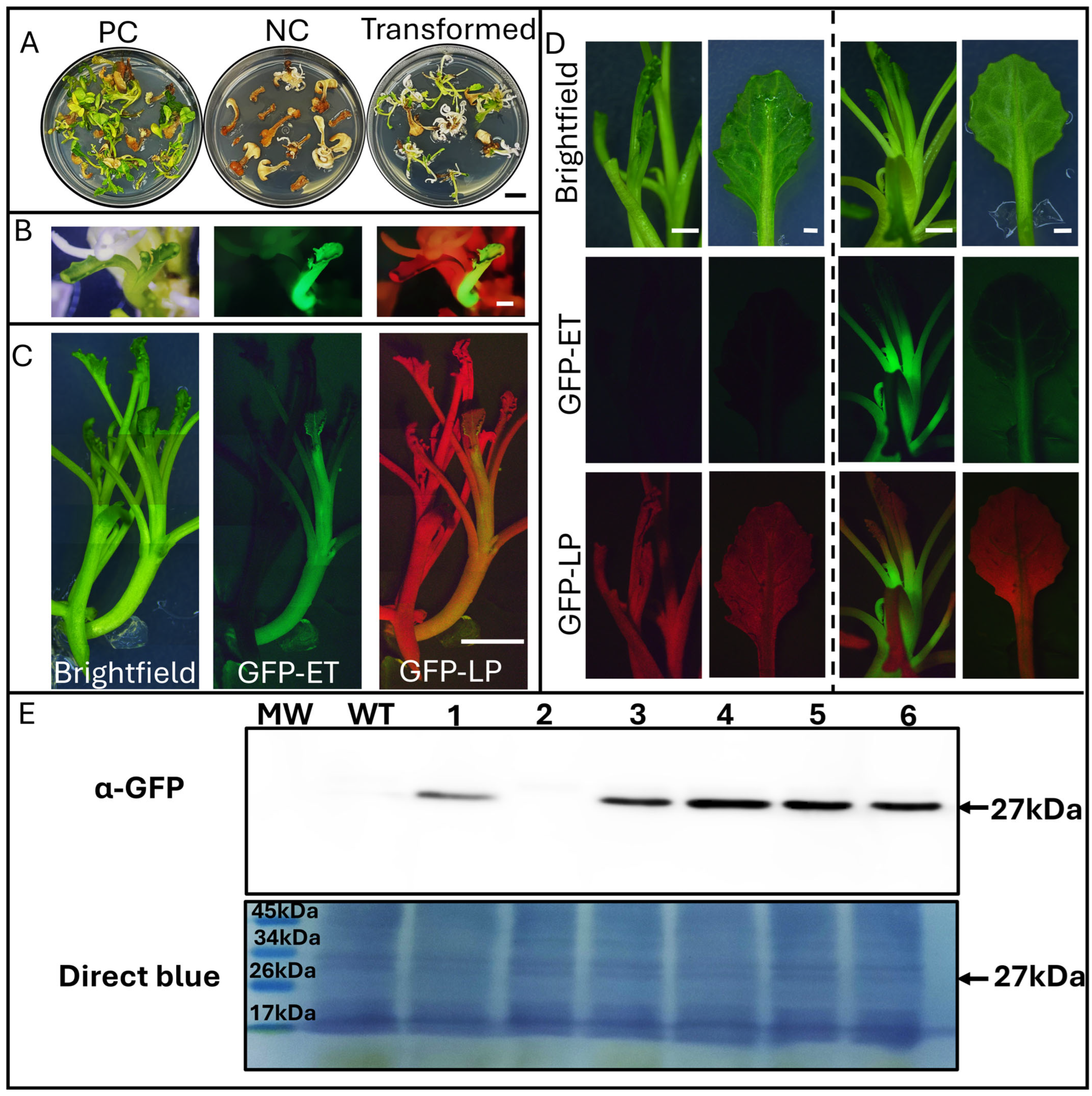 Two Optimized Methods for Efficient, Stable and Transient ...