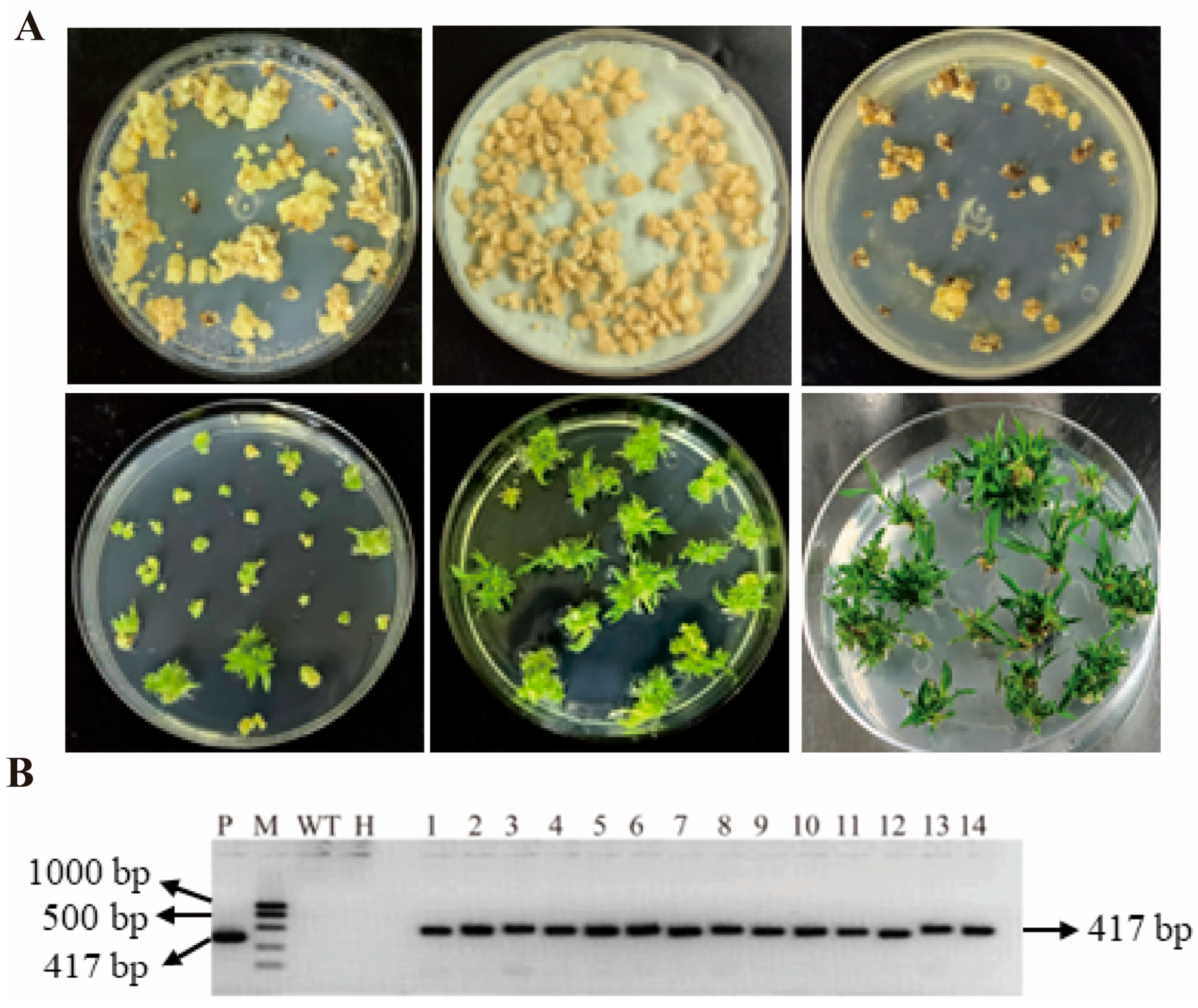 Cloning and Functional Analysis of the SiMAPKKK17 Gene in Foxtail ...