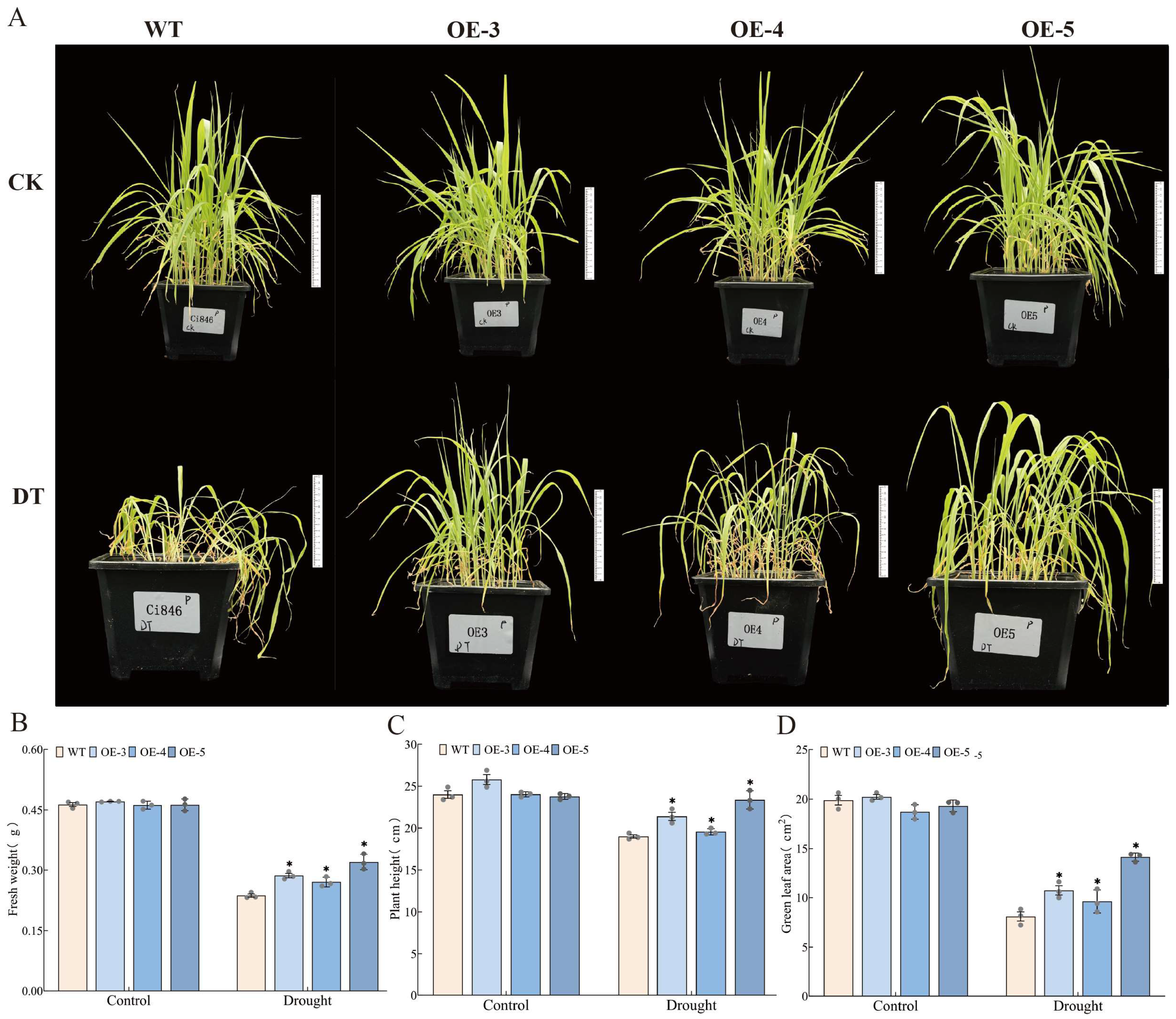 Cloning and Functional Analysis of the SiMAPKKK17 Gene in Foxtail ...