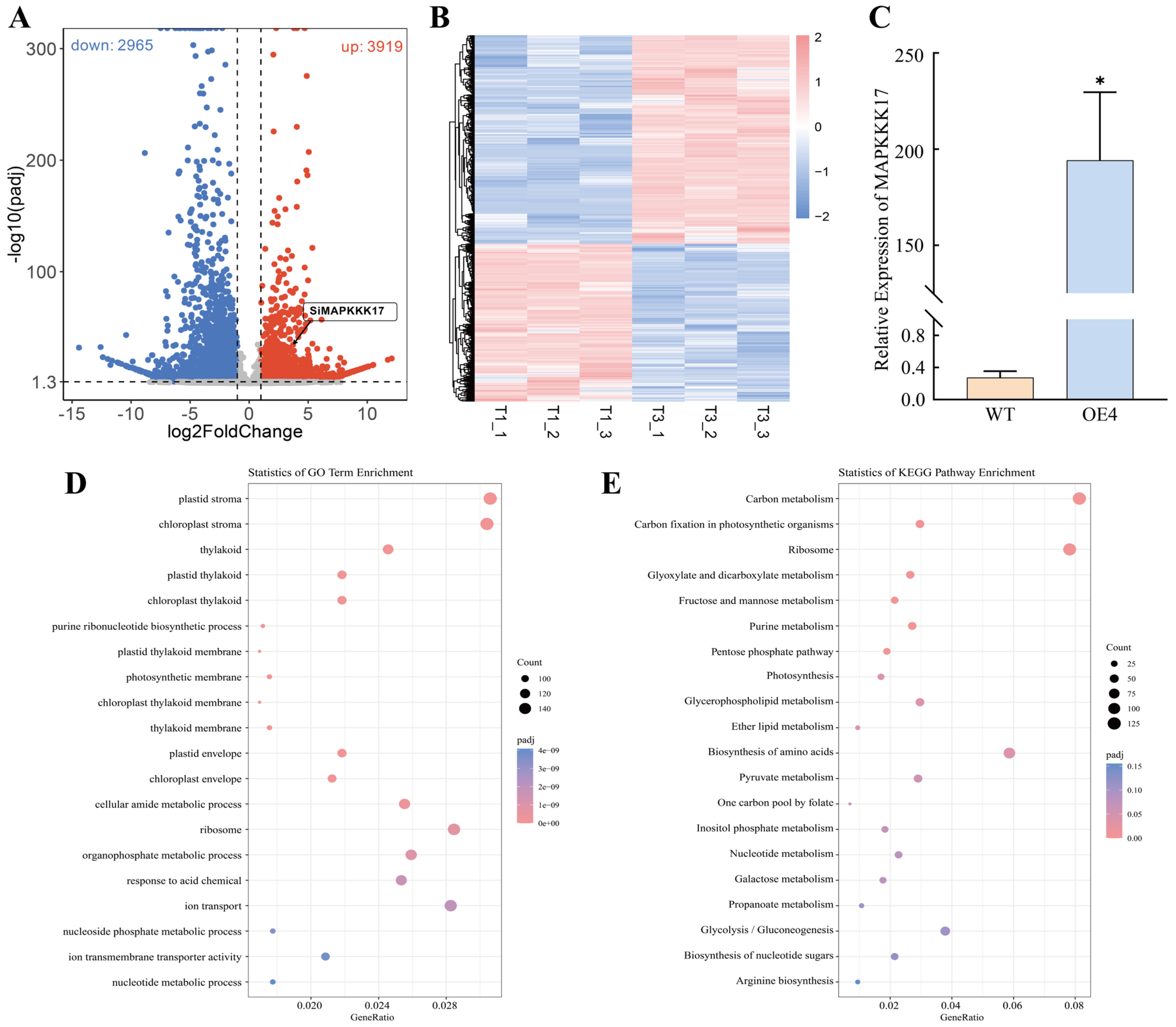 Cloning and Functional Analysis of the SiMAPKKK17 Gene in Foxtail ...
