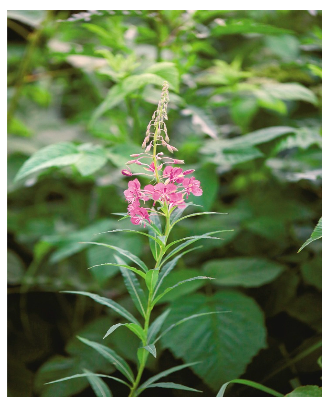 Distinct Nutritional Profiles of Fermented Chamerion angustifolium from ...