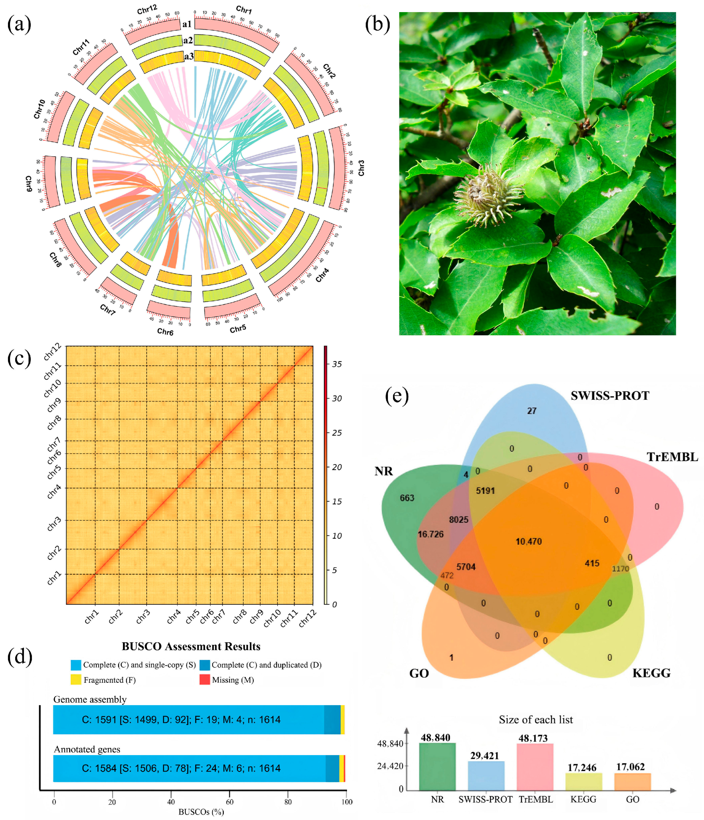 Chromosome-Level Genome Assembly and Comparative Genomic Analysis of ...
