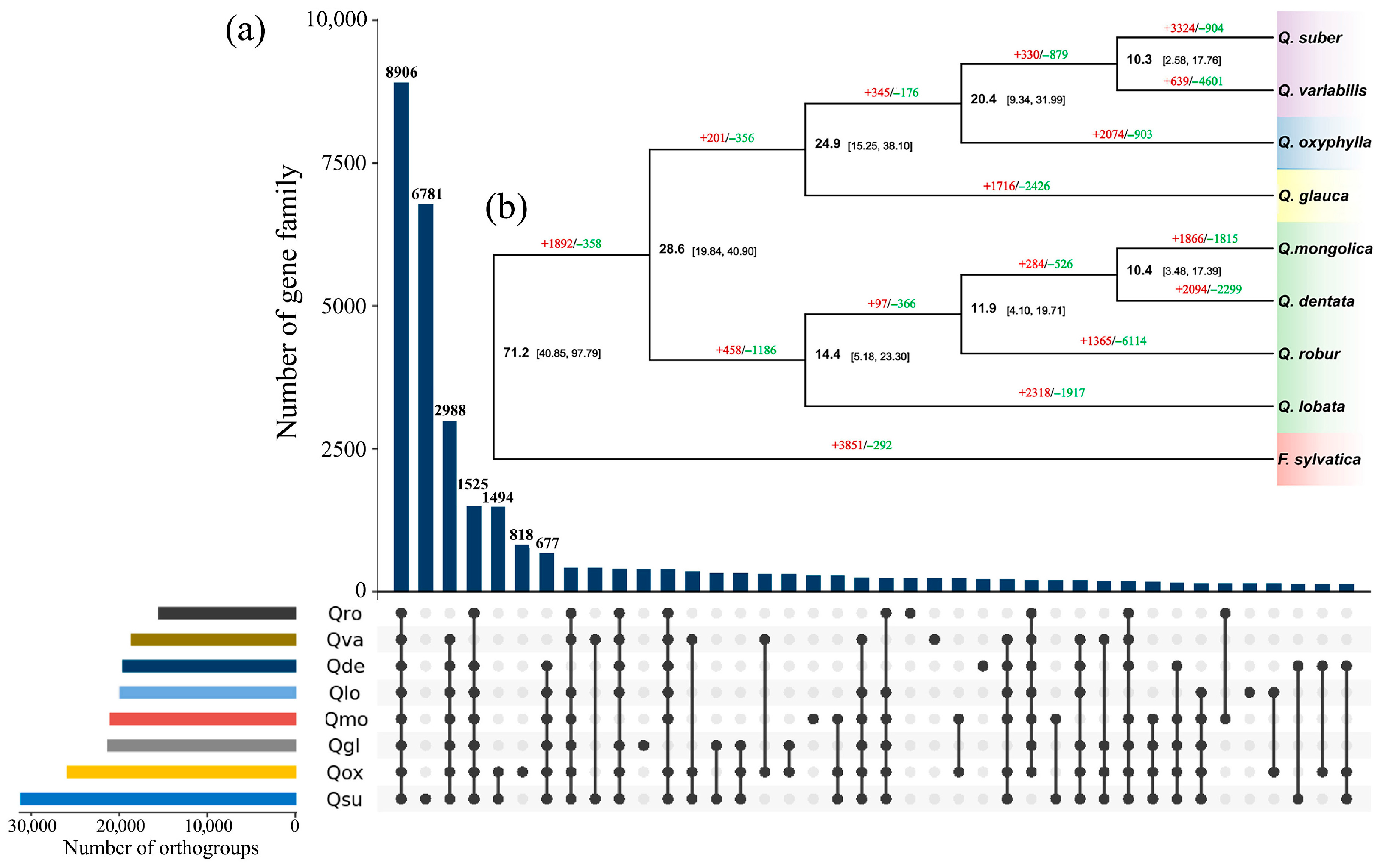 Chromosome-Level Genome Assembly and Comparative Genomic Analysis of ...