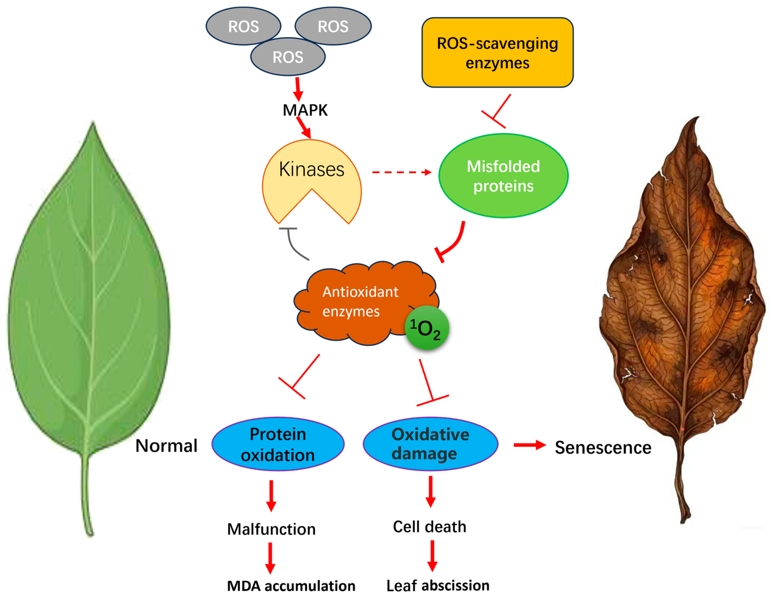 Regulatory Mechanisms of Leaf Senescence in Herbaceous and Woody ...