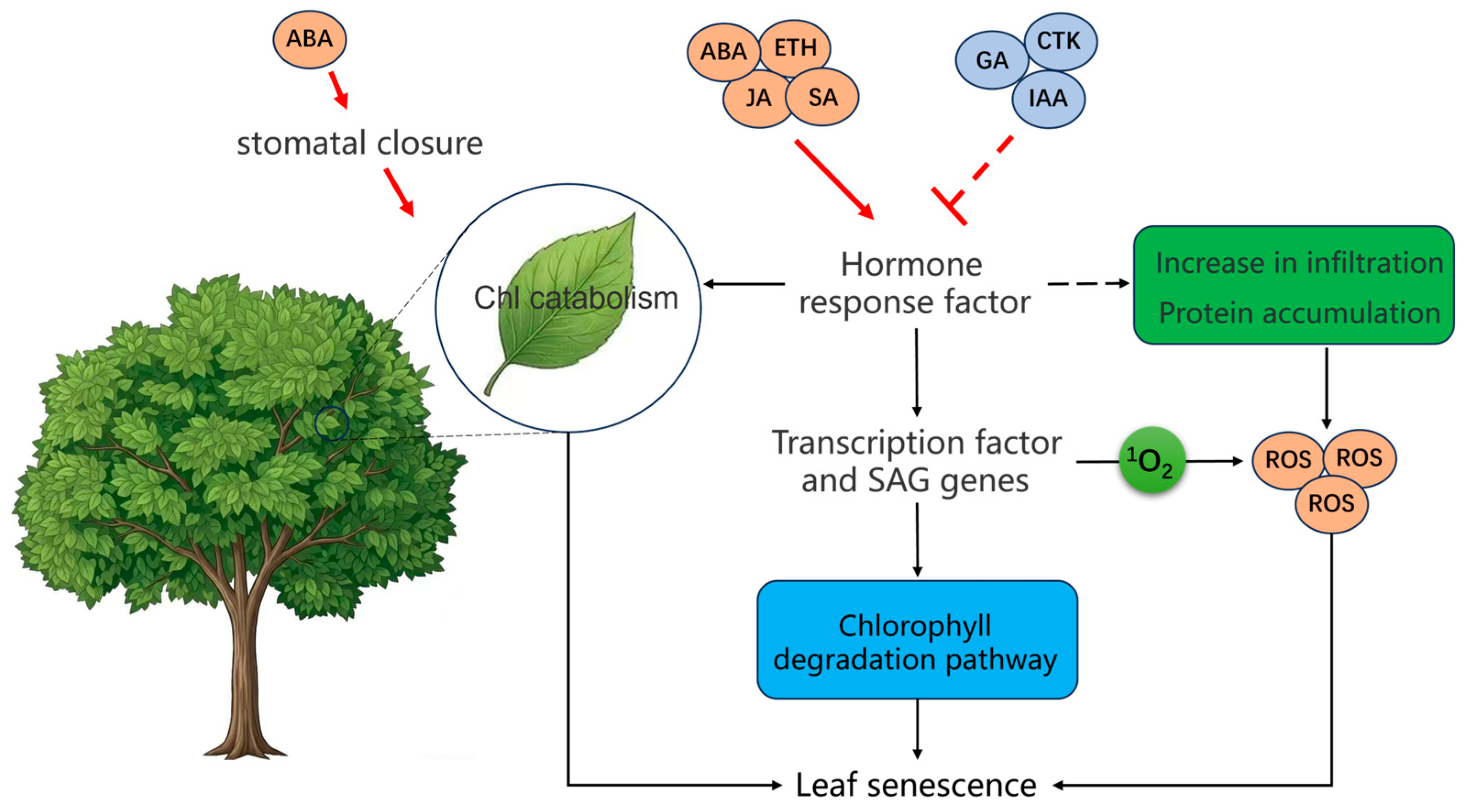 Regulatory Mechanisms of Leaf Senescence in Herbaceous and Woody ...