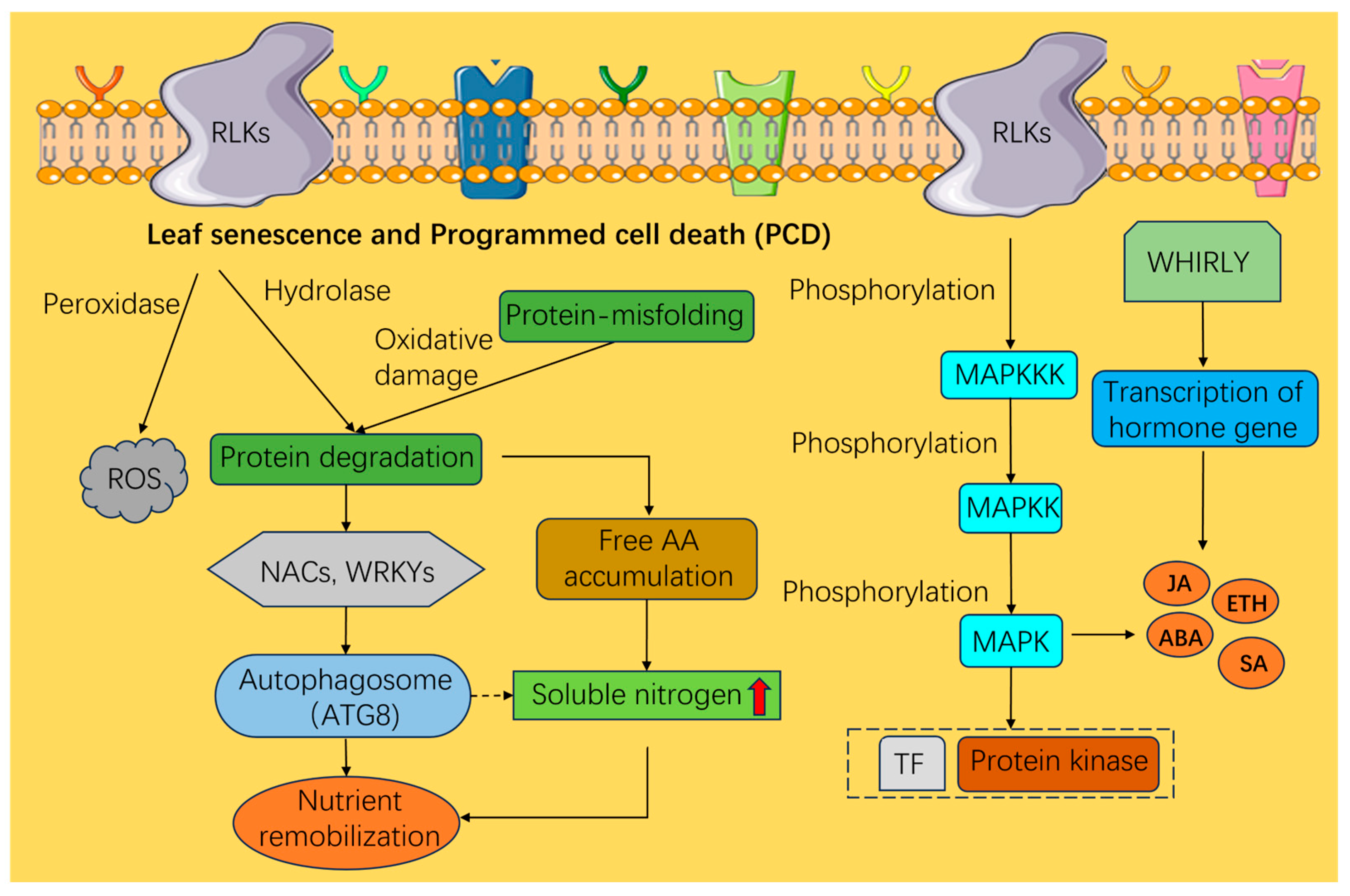 Regulatory Mechanisms of Leaf Senescence in Herbaceous and Woody ...