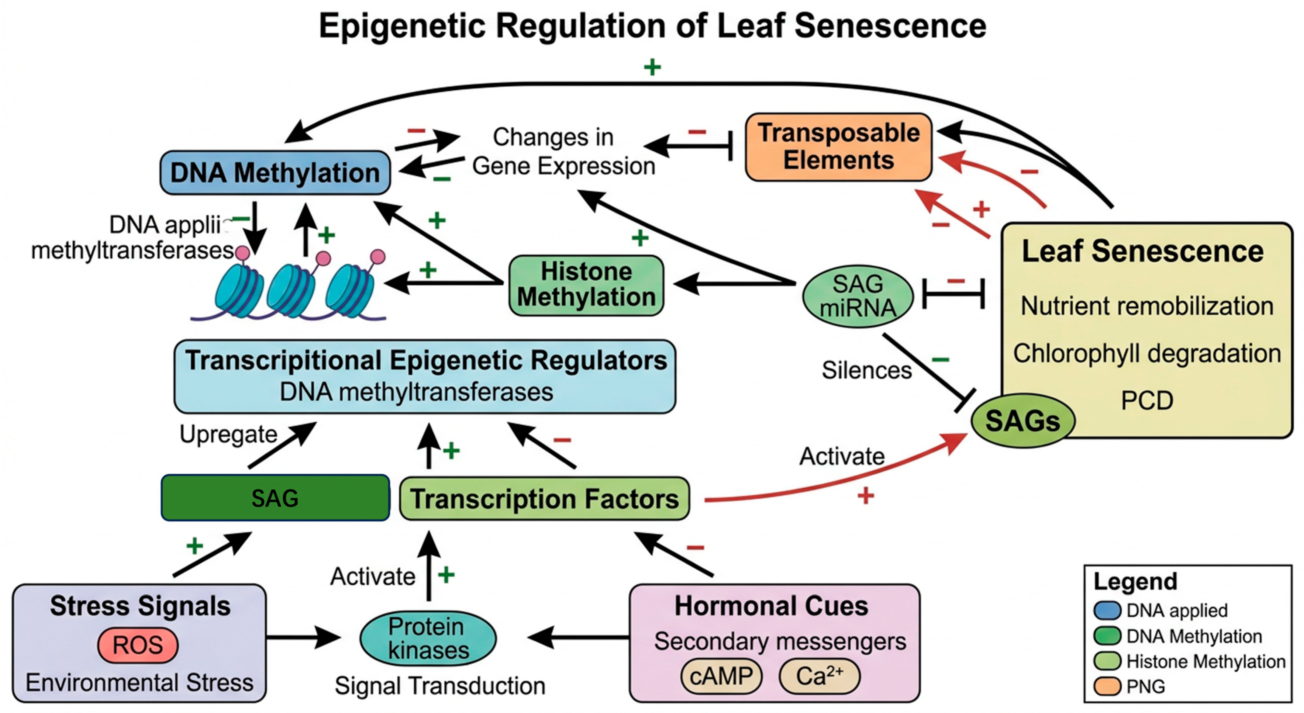 Regulatory Mechanisms of Leaf Senescence in Herbaceous and Woody ...
