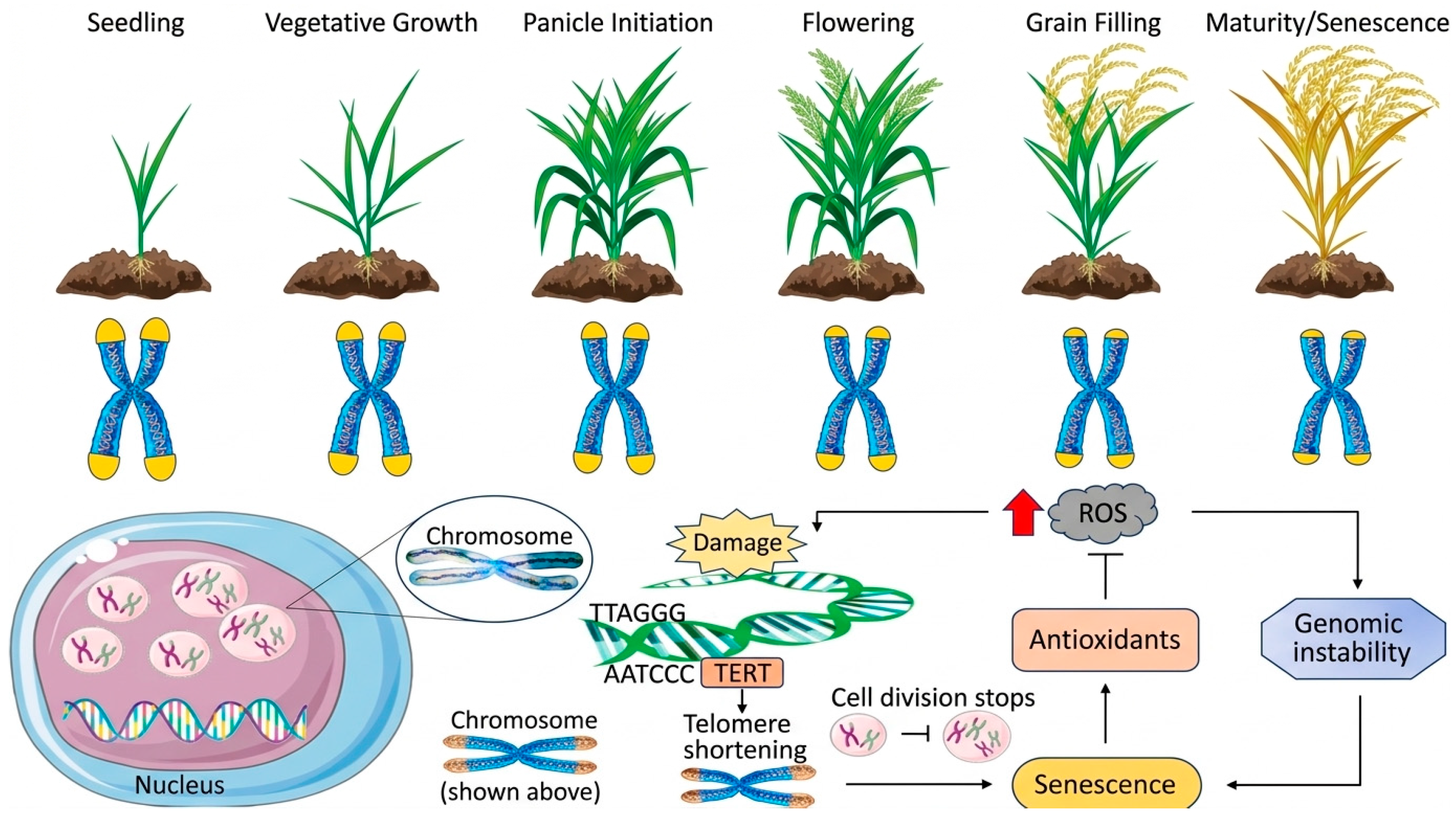Regulatory Mechanisms of Leaf Senescence in Herbaceous and Woody ...
