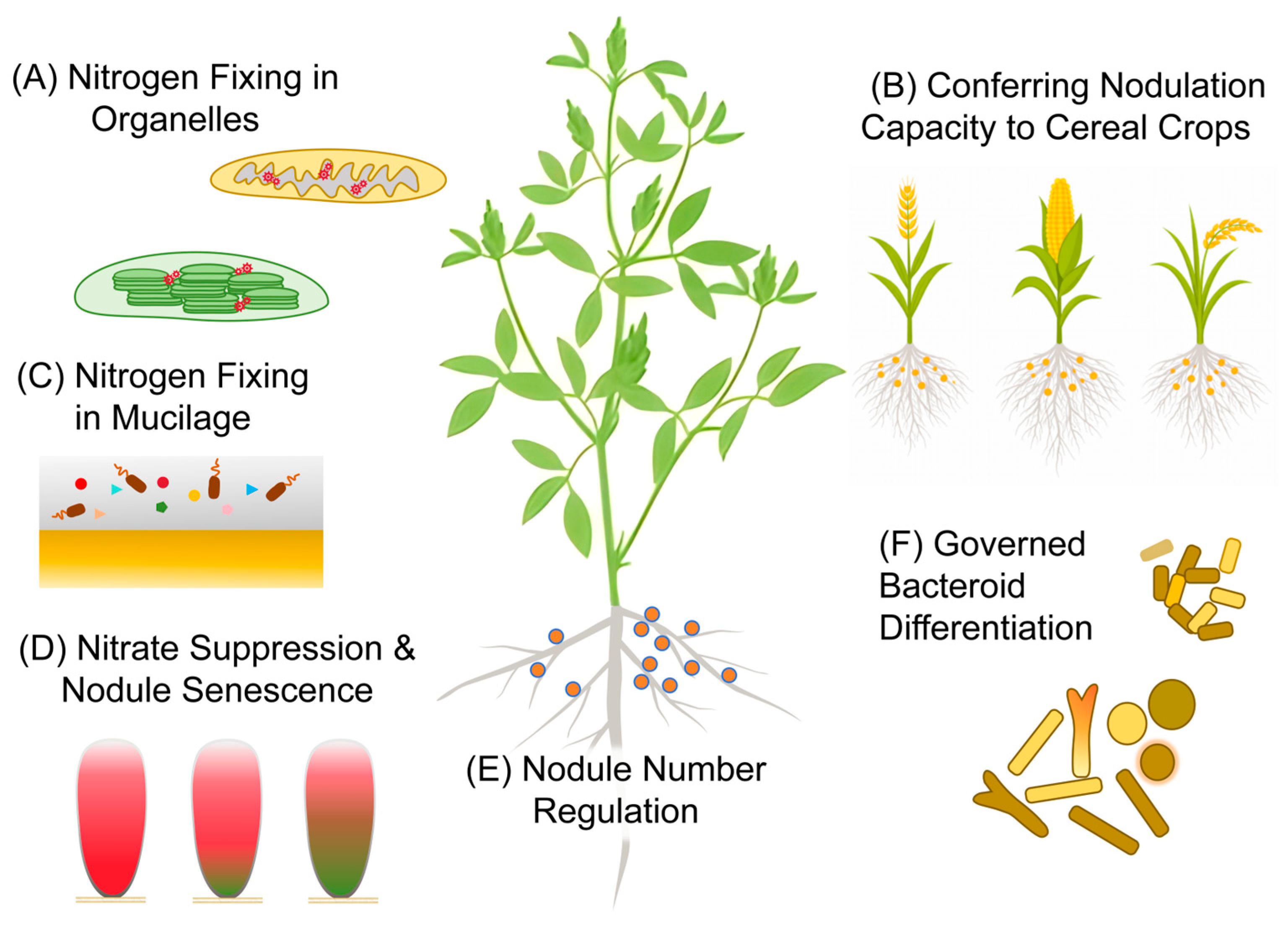 Engineering Symbiotic Nitrogen Fixation for Agriculture: Predominant ...