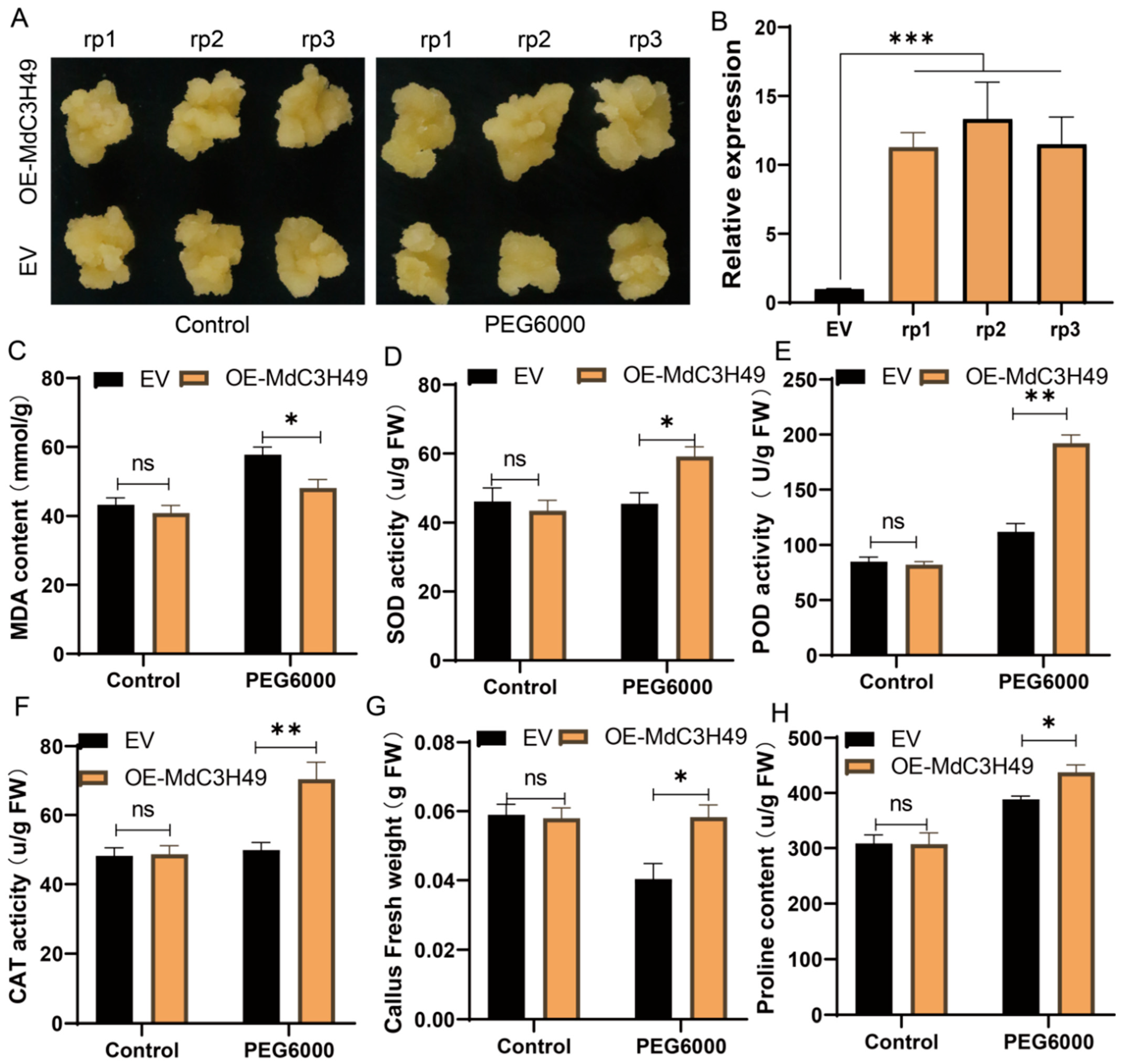 Genome-Wide Identification of the CCCH Gene Family and Functional ...
