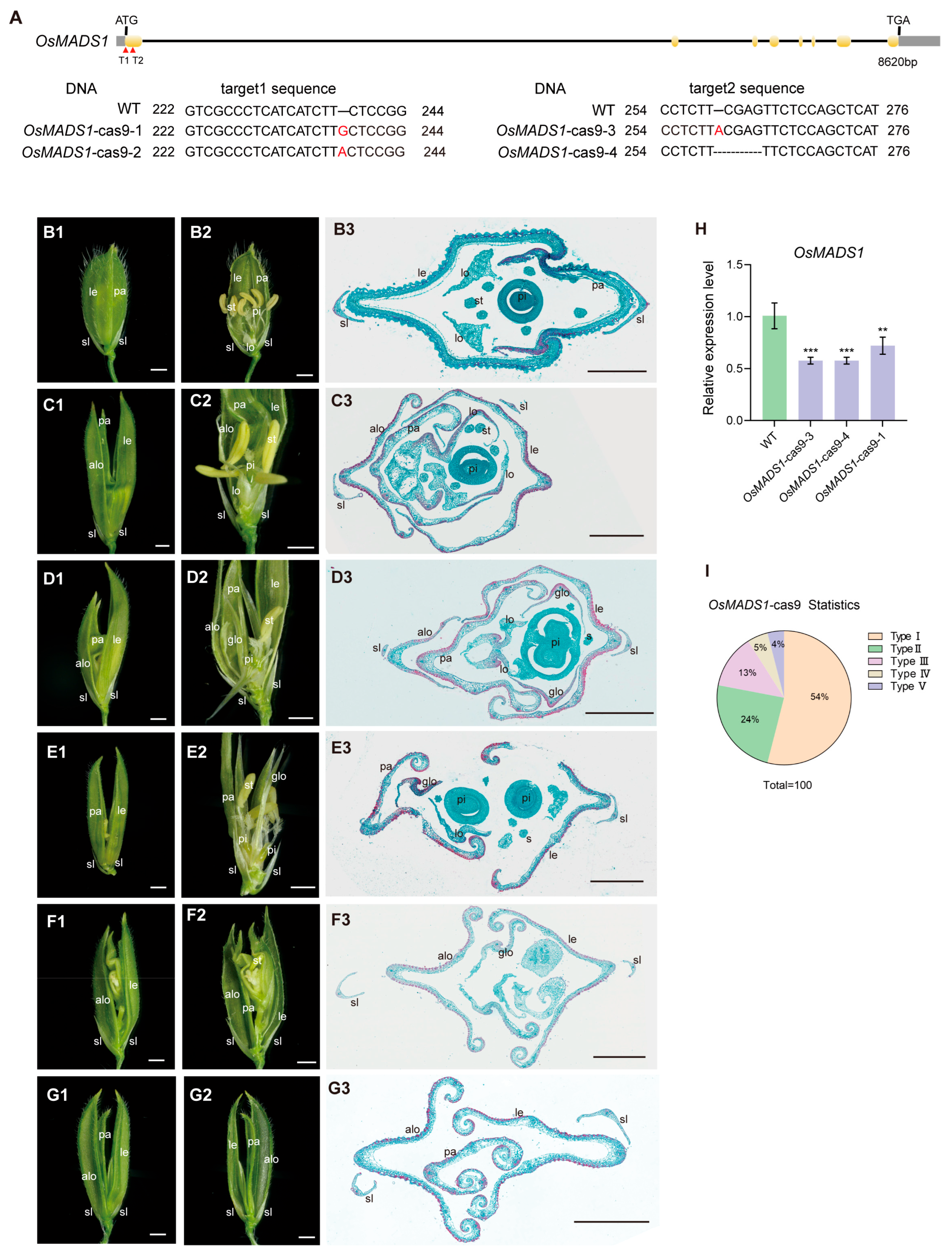 OsMADS1 Interacts with OsMADS22 and OsYABBY5 to Regulate Floral Organ ...